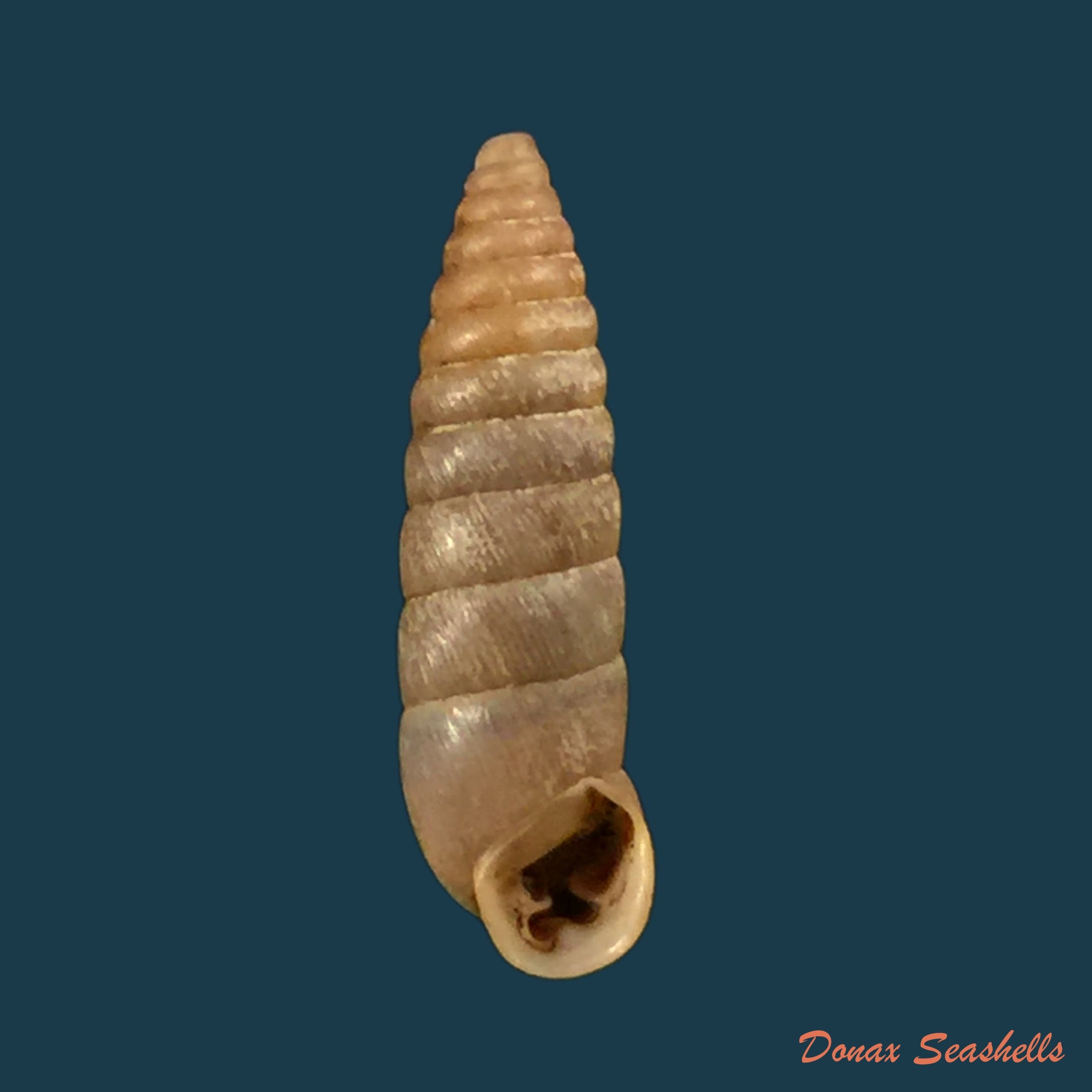 copia-de-folopaludina-martensi-martensi-frauenfeld-1865