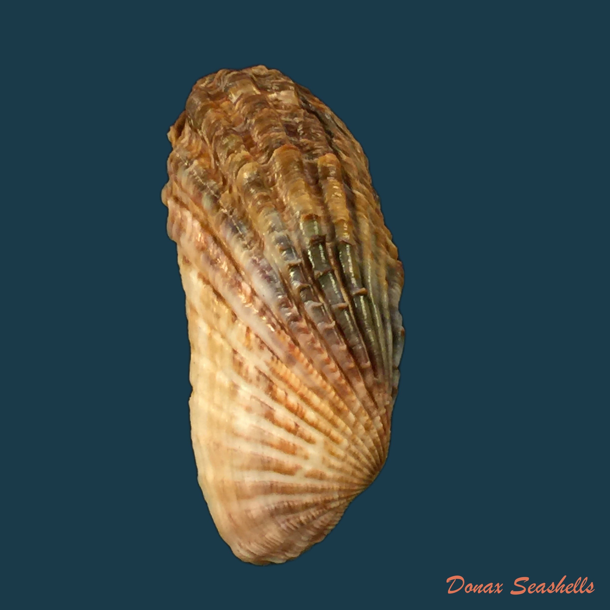copia-de-fulvia-racketti-donova-1825-28-2mm