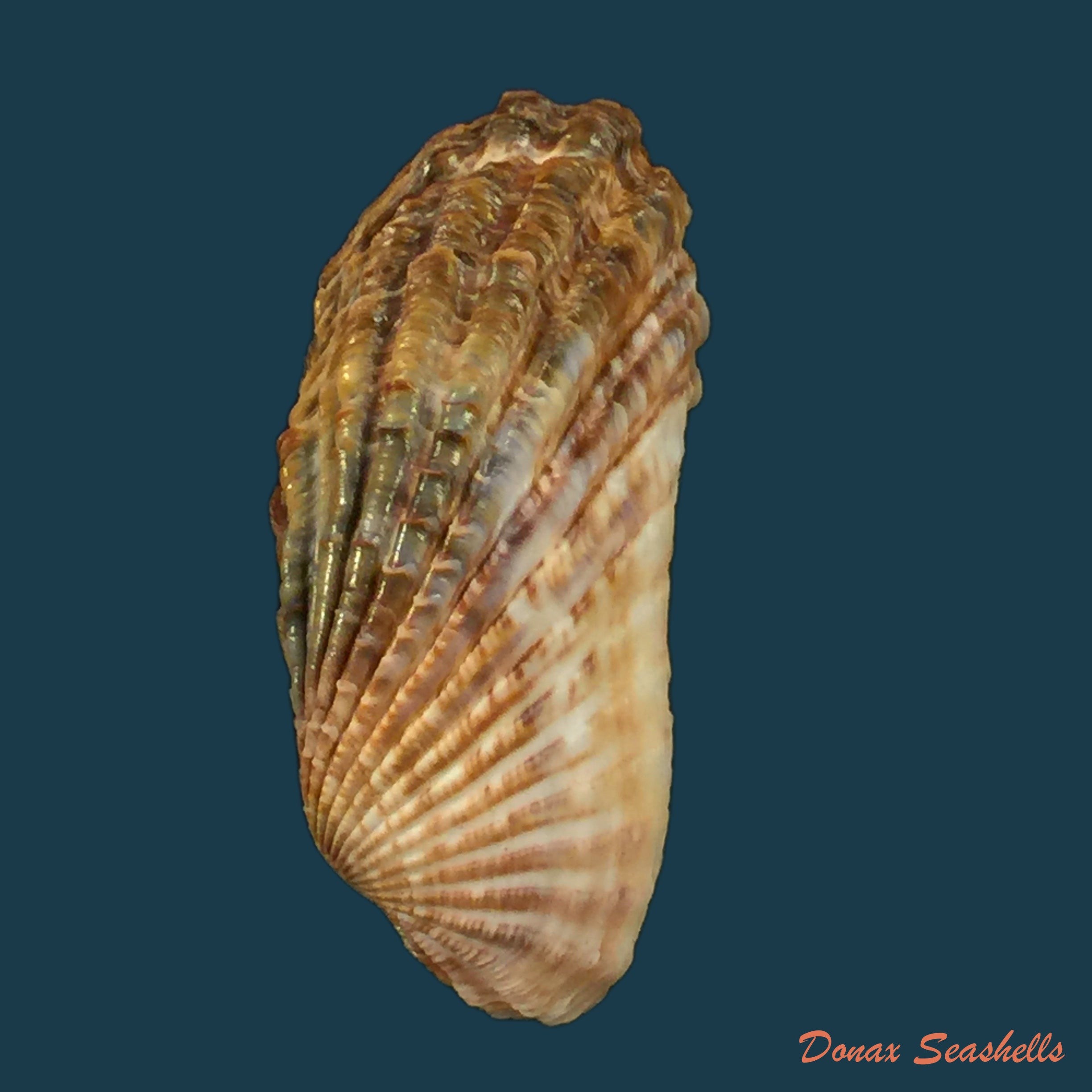 copia-de-fulvia-racketti-donova-1825-28-2mm