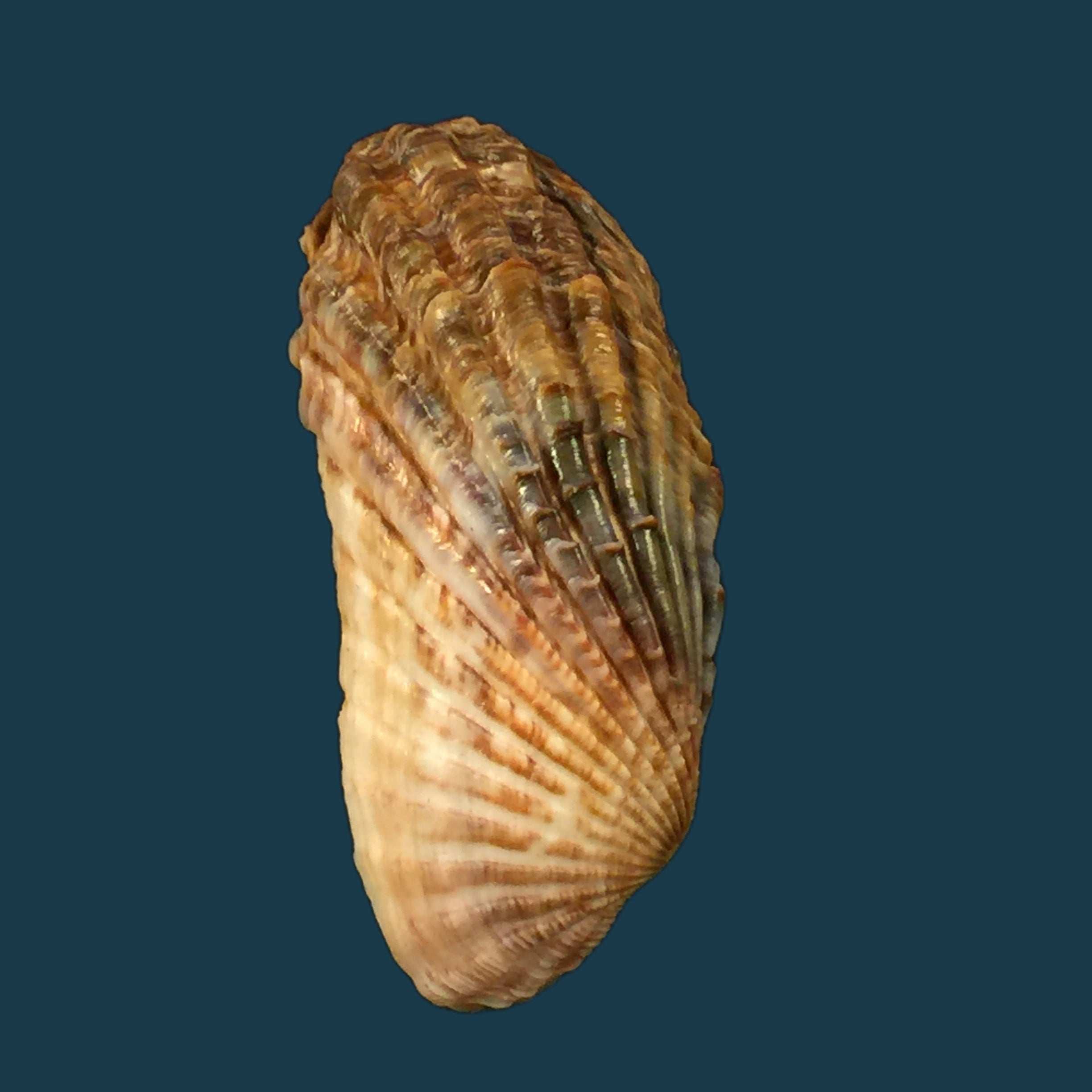 Carditamera gracilis (Schuttleworth, 1856) - 44,7毫米