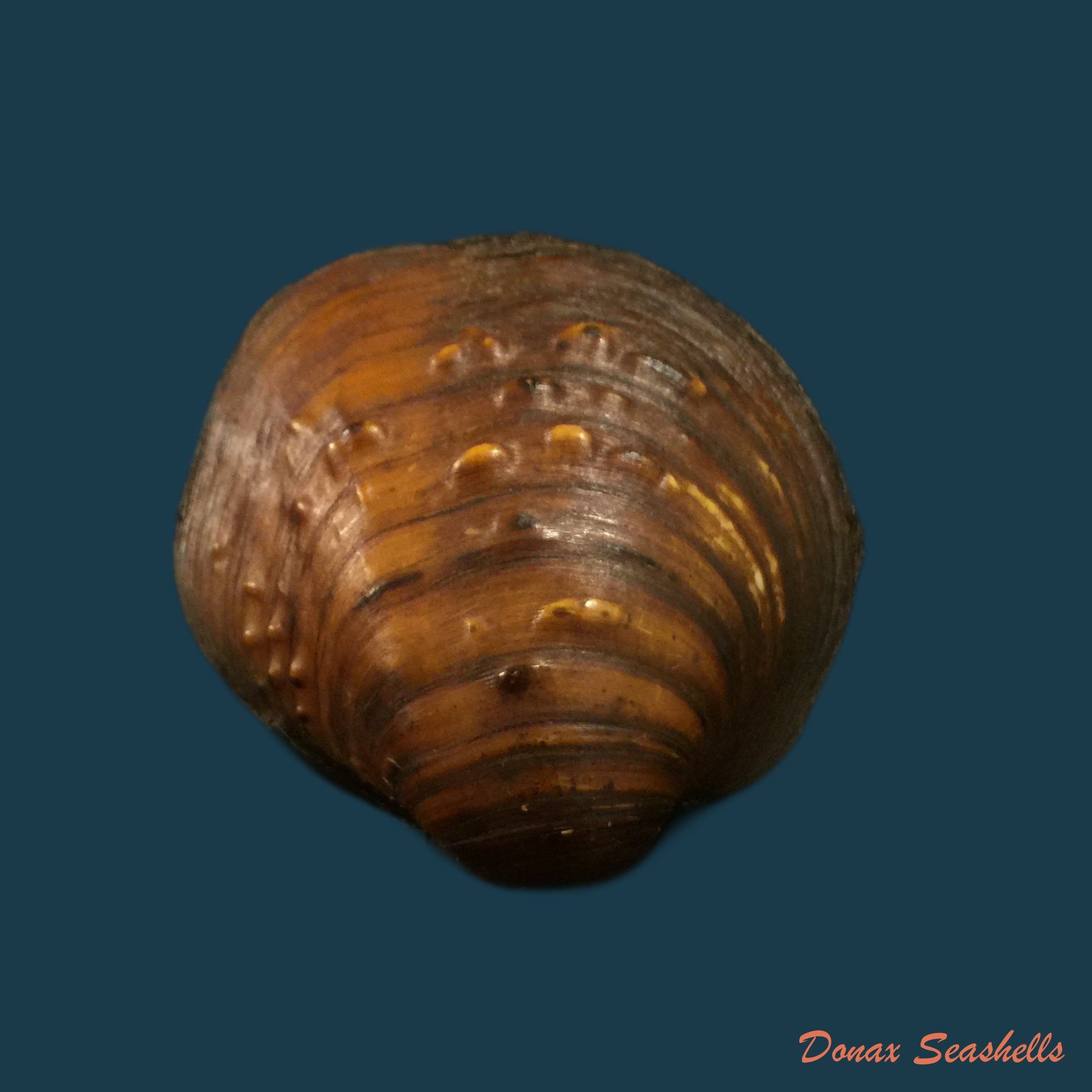 copia-de-fusconaia-flava-rafinesque-1820-41-3mm-1