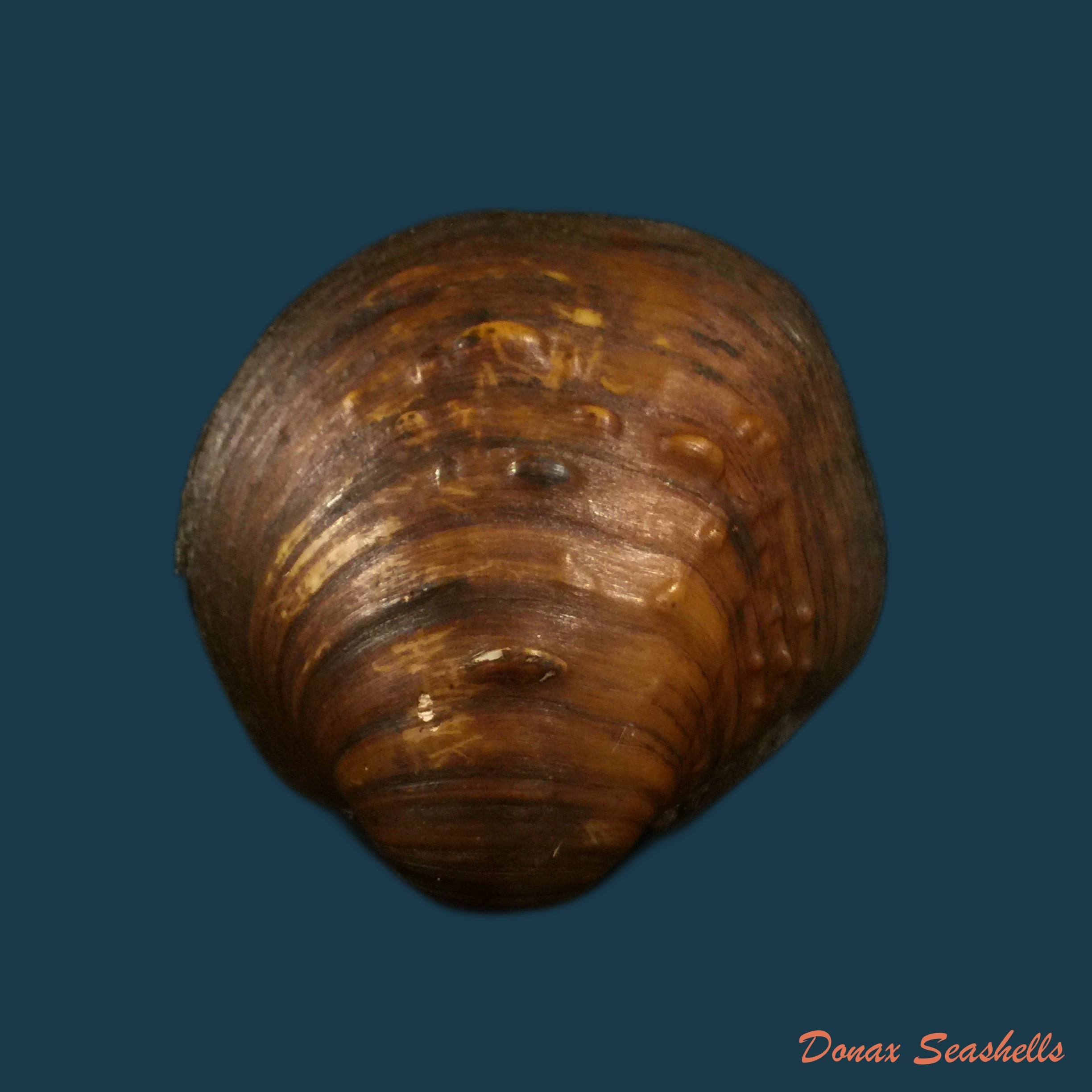 copia-de-fusconaia-flava-rafinesque-1820-41-3mm-1