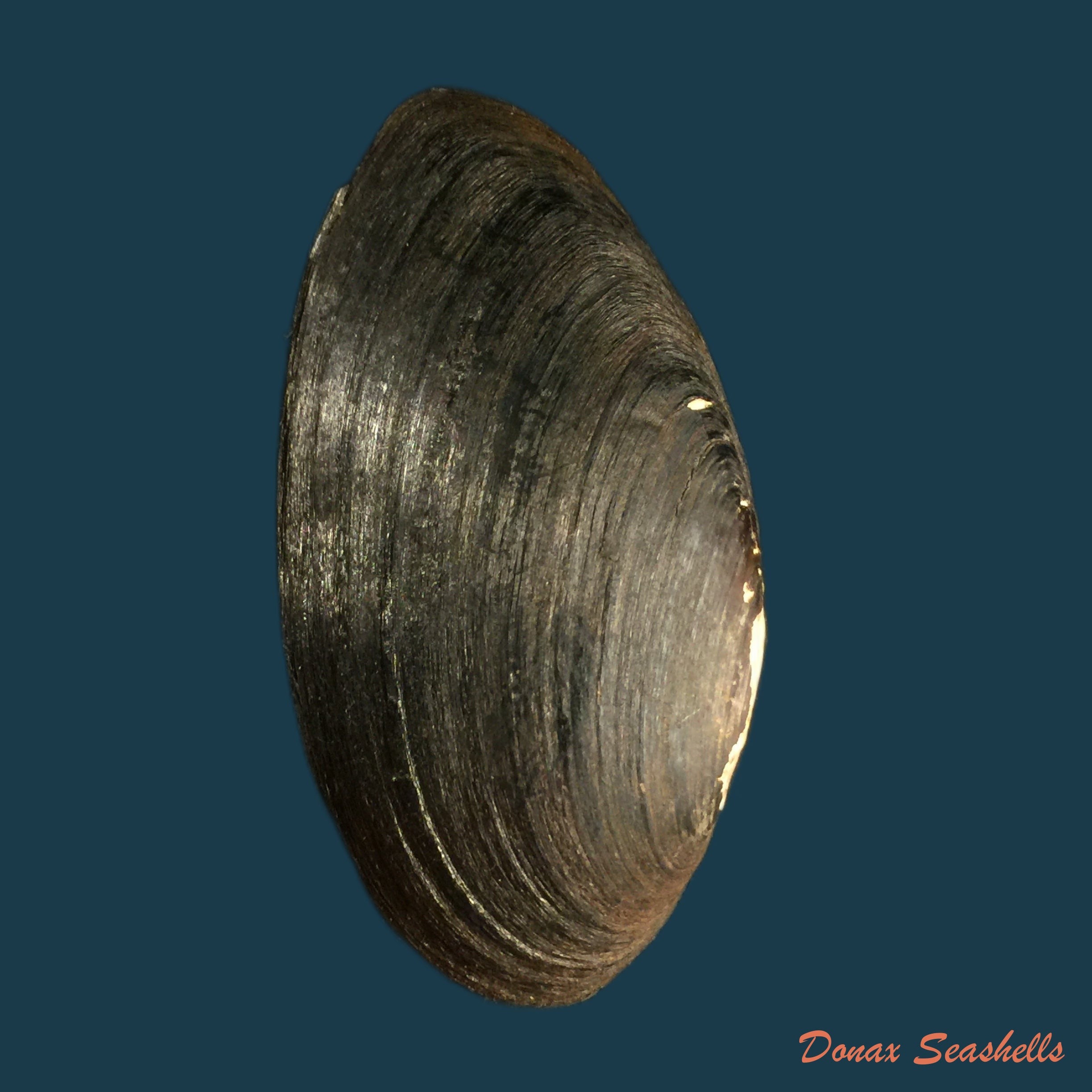copia-de-fusconaia-flava-rafinesque-1820-41-3mm