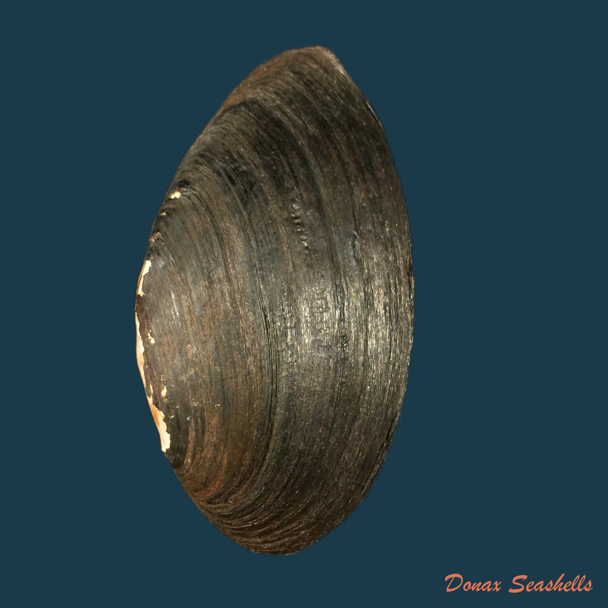 copia-de-fusconaia-flava-rafinesque-1820-41-3mm
