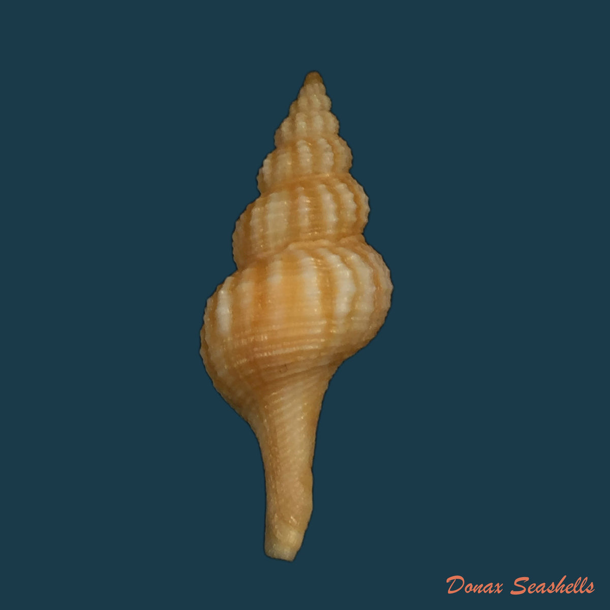 copia-de-fusinus-damasoi-petuch-berchauer-2016-81-15mm