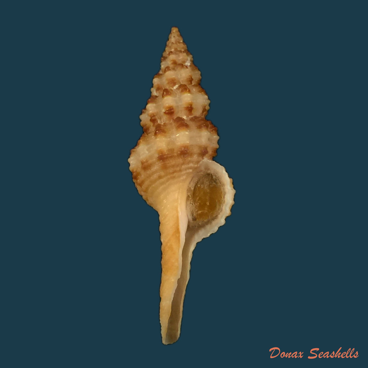 copia-de-fusinus-nipponicus-e-a-smith-1879-56-4mm-1