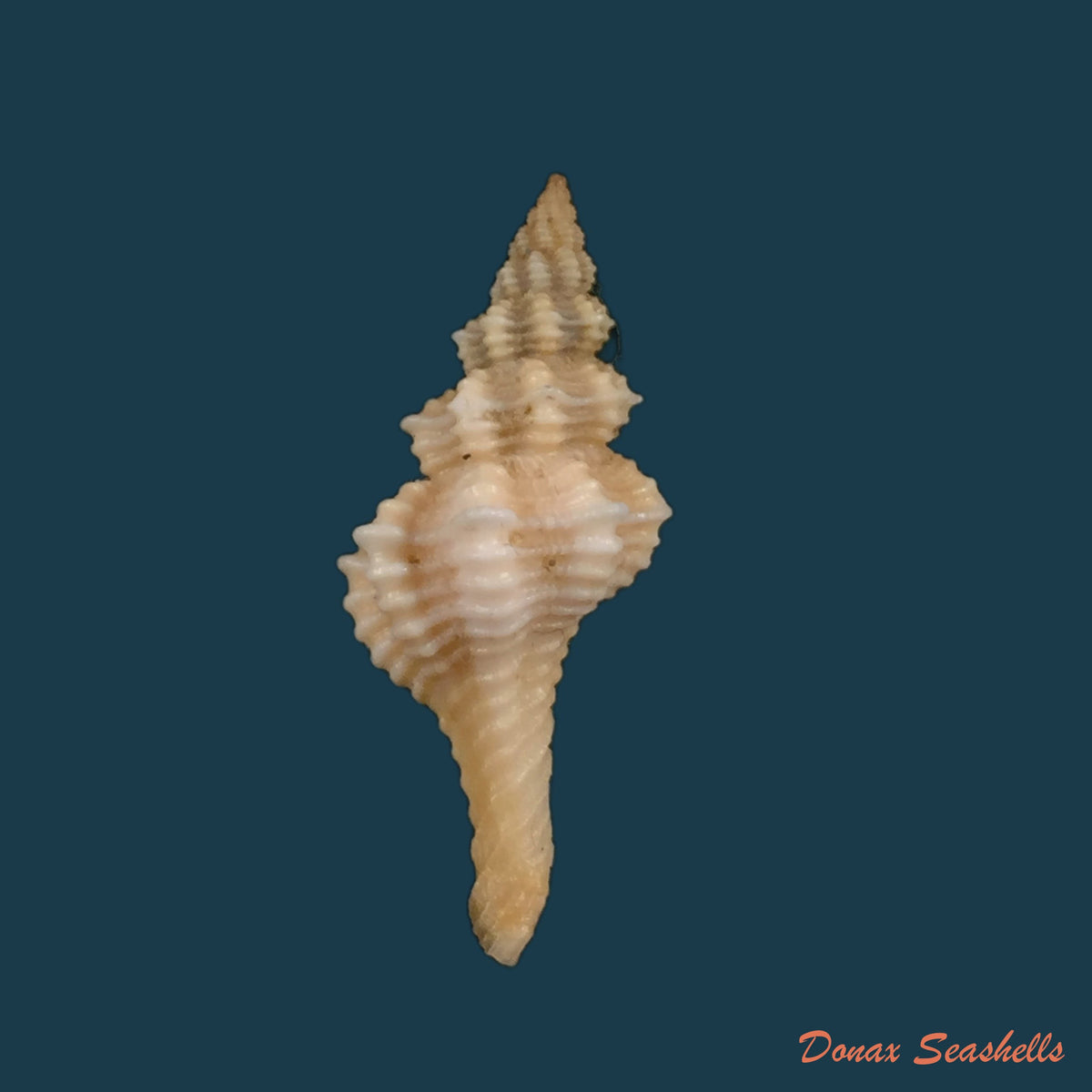 copia-de-fusinus-pulchellus-philippi-1840-29mm