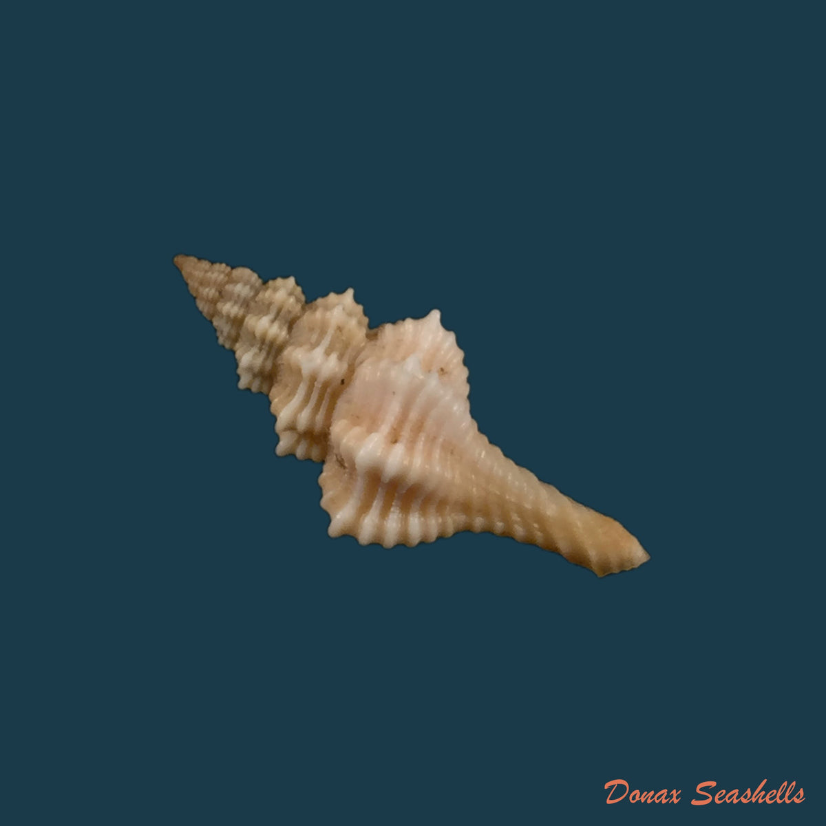copia-de-fusinus-pulchellus-philippi-1840-29mm