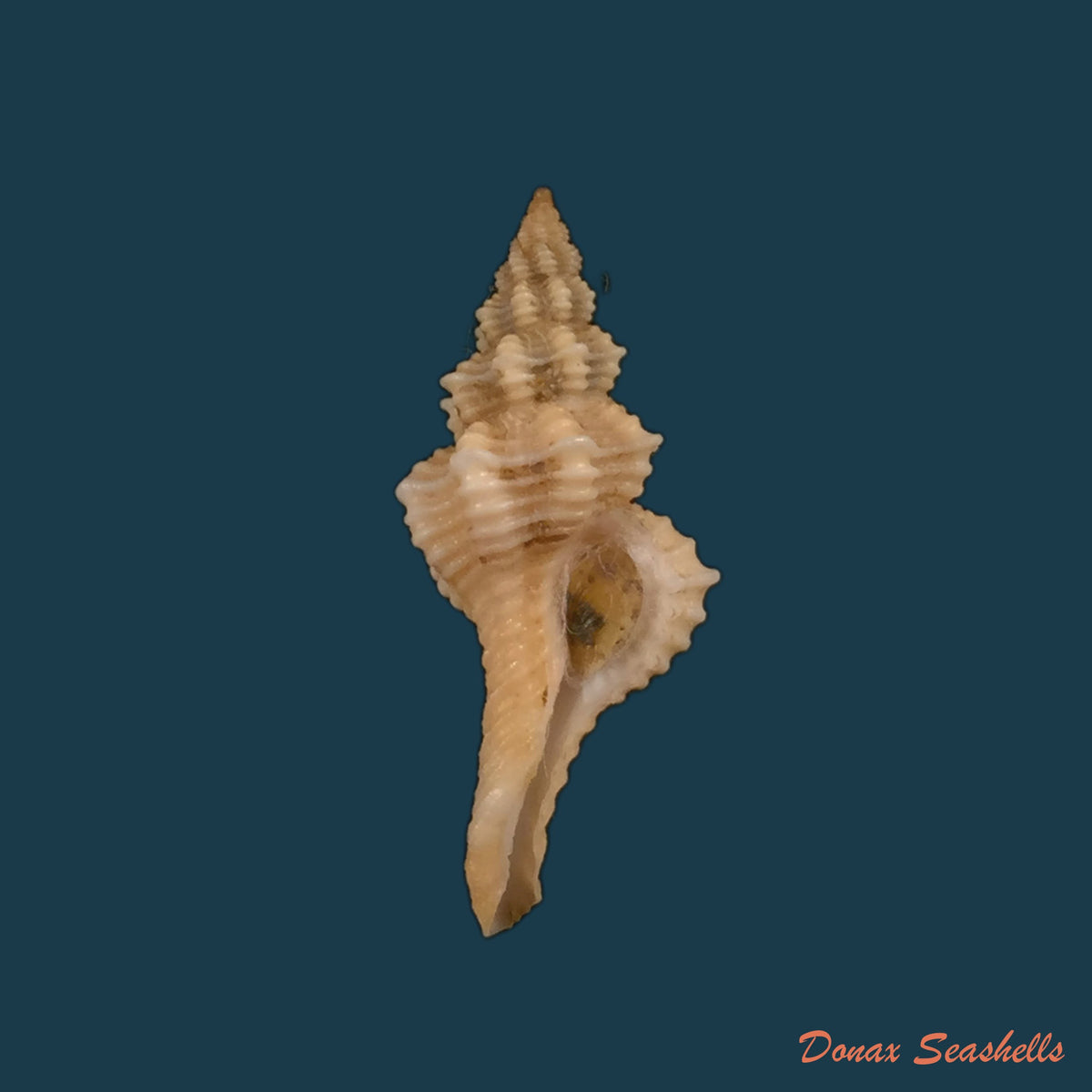 copia-de-fusinus-pulchellus-philippi-1840-29mm