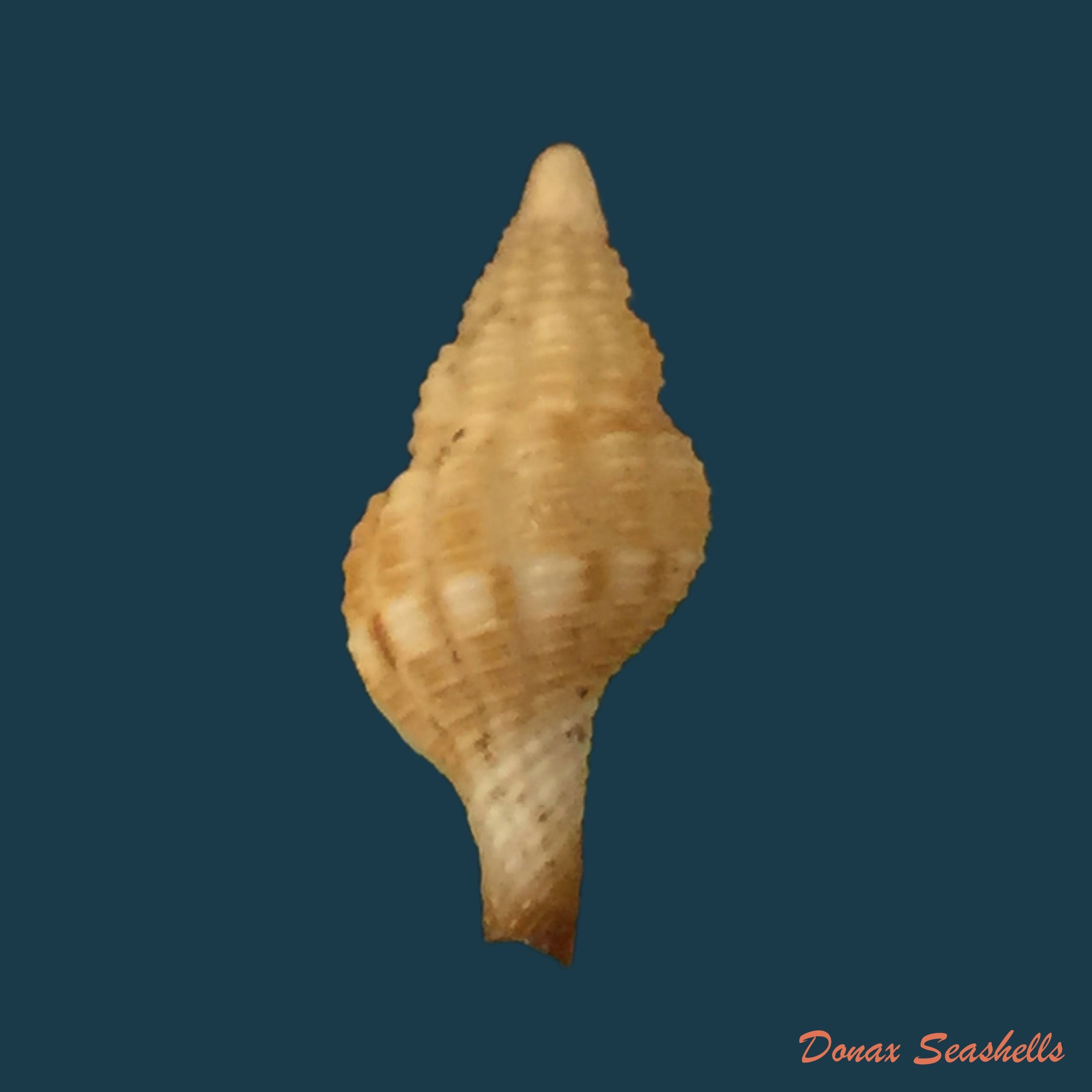 copia-de-fusinus-pulchellus-philippi-1840-41-7mm