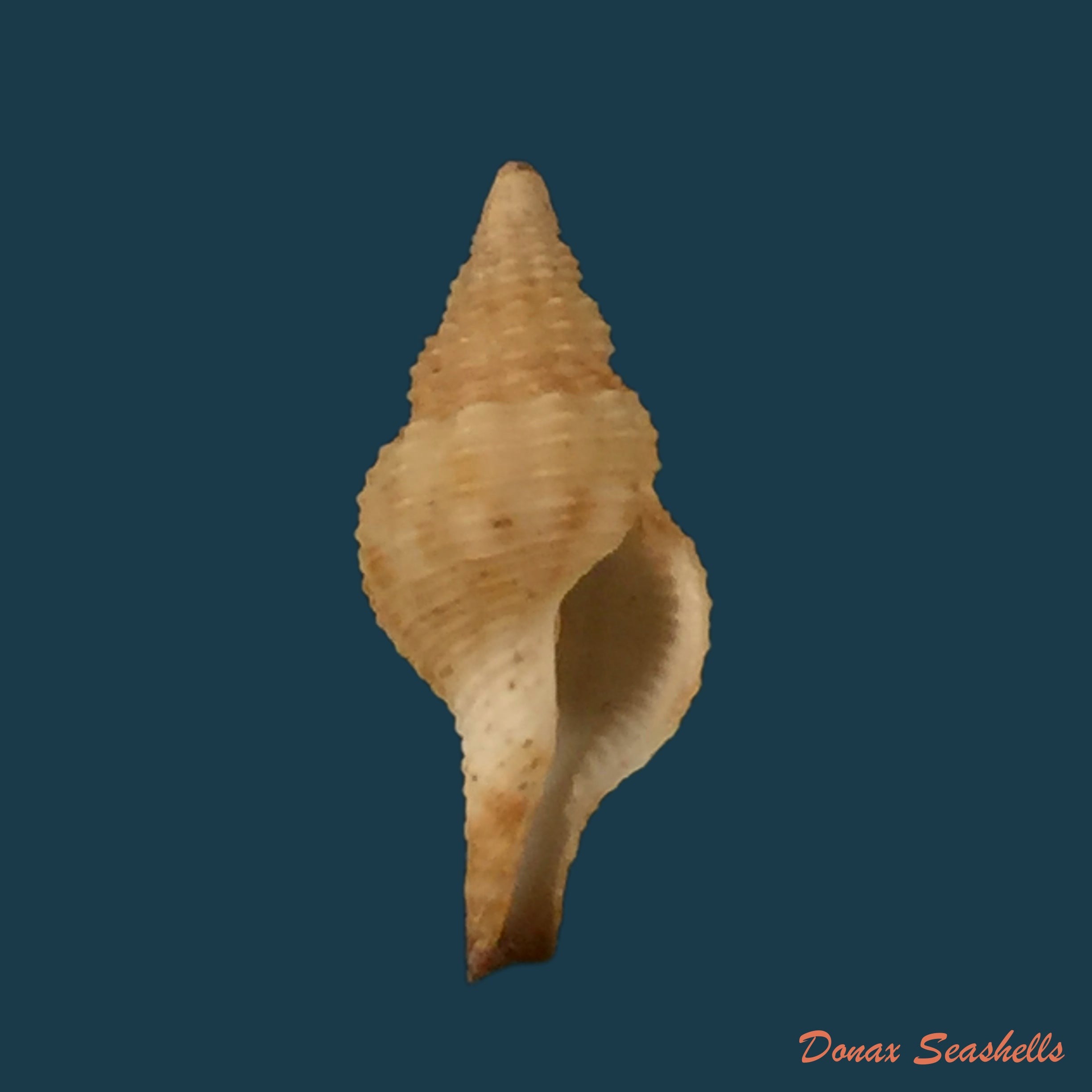 copia-de-fusinus-pulchellus-philippi-1840-41-7mm
