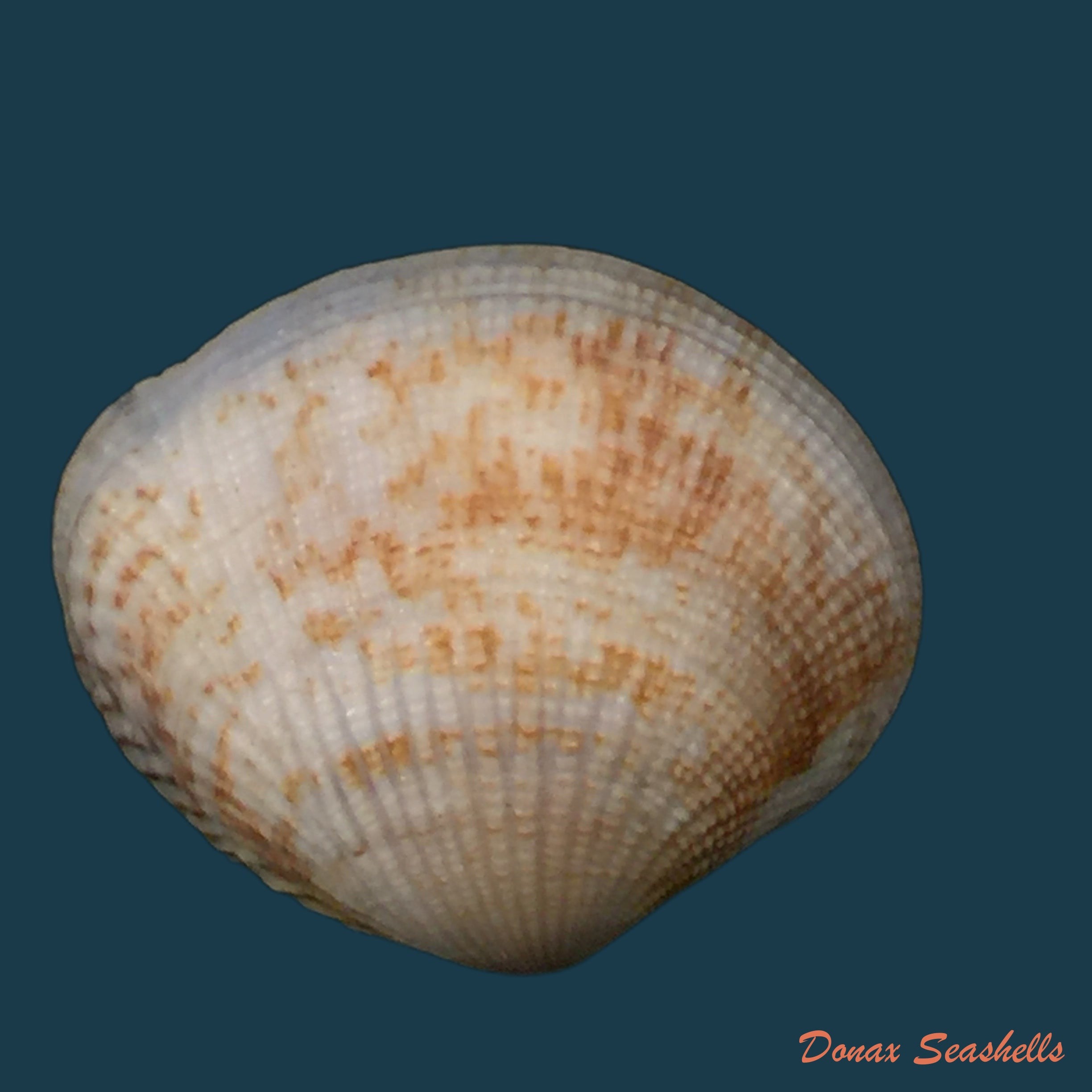 copia-de-gafrarium-pectinatum-linnaeus-1758-31mm