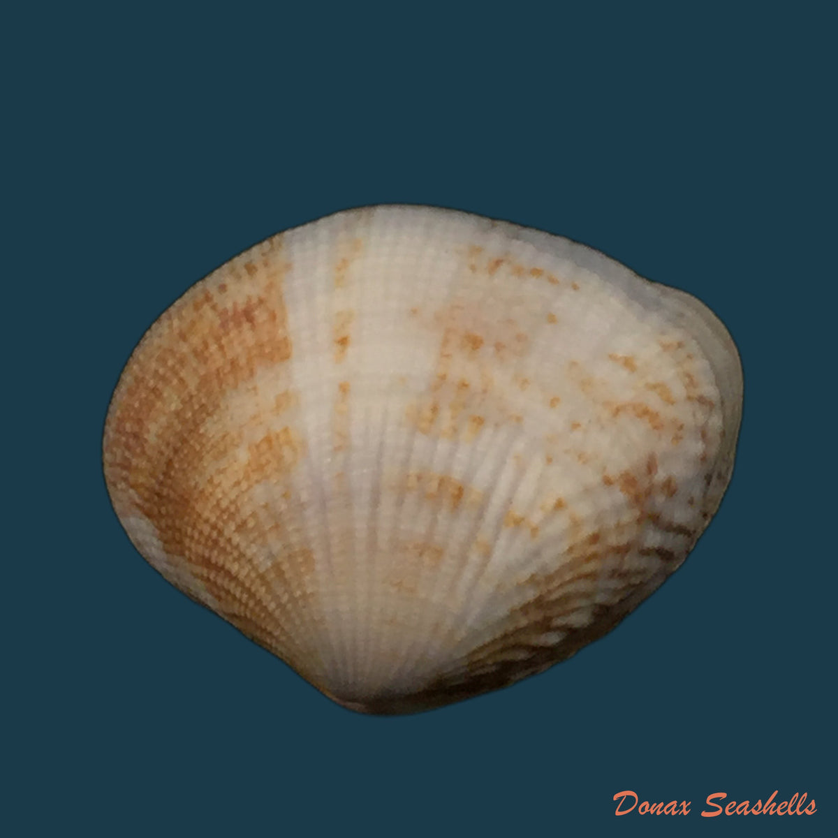 copia-de-gafrarium-pectinatum-linnaeus-1758-31mm