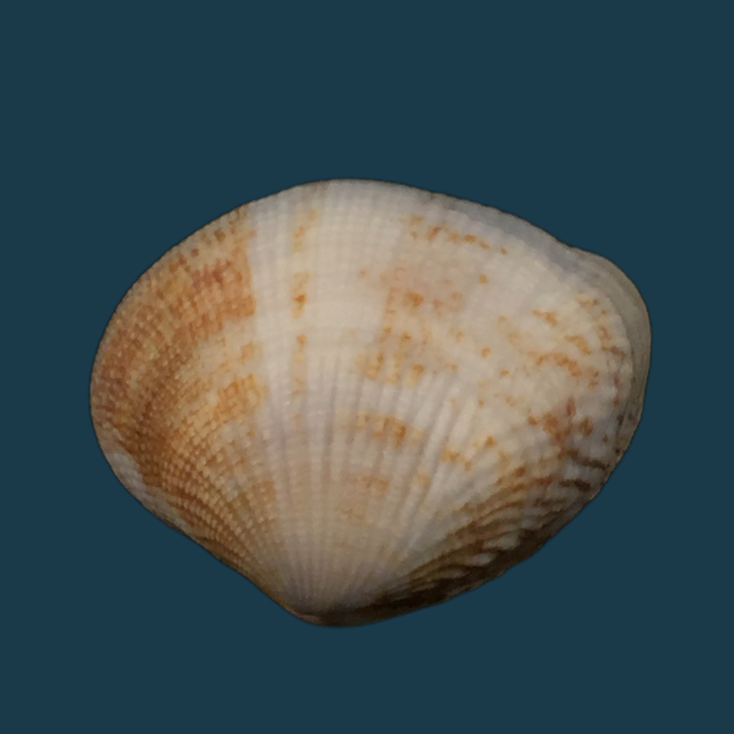 Gafrarium pectinatum (林奈, 1758) - 34,9mm