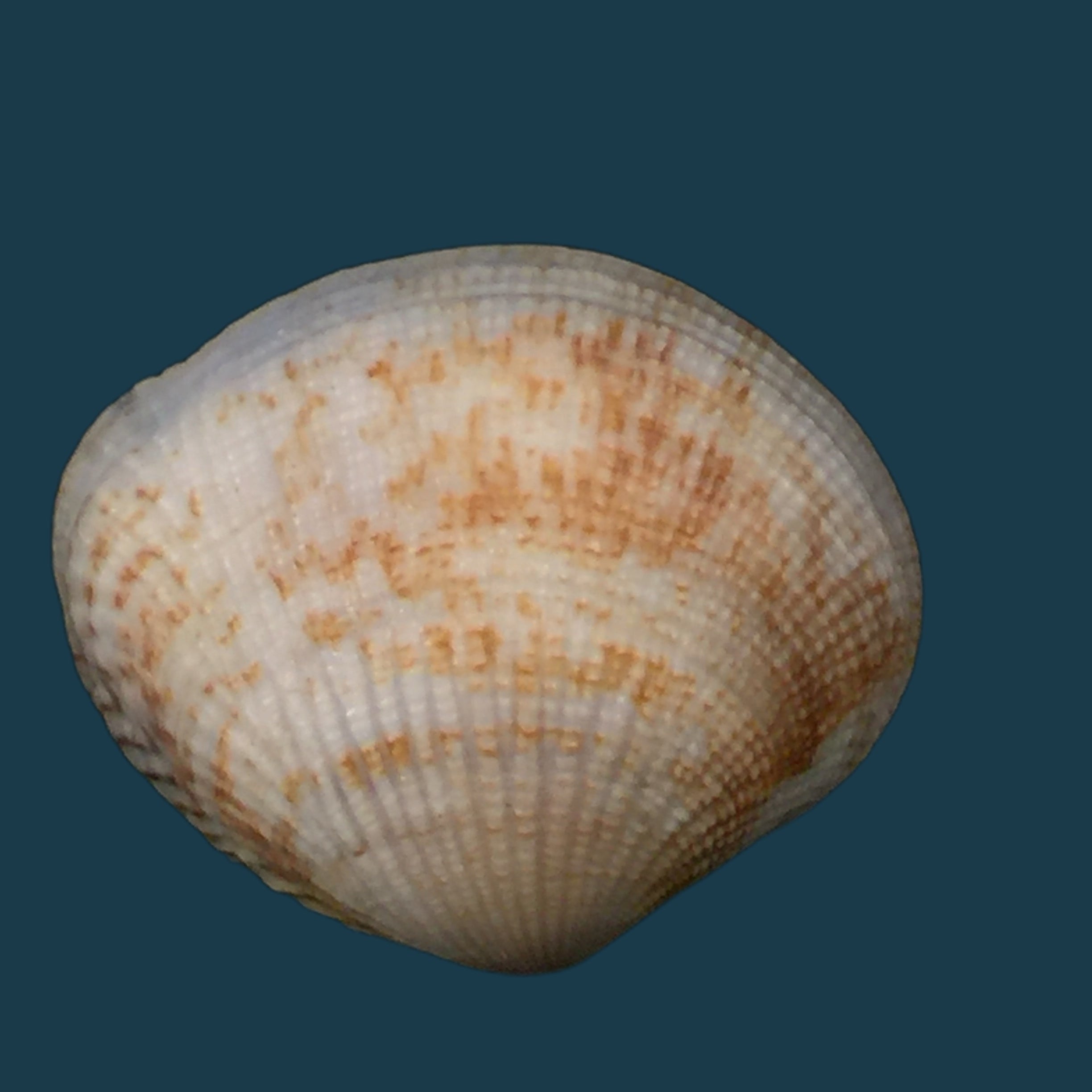 Gafrarium pectinatum (林奈, 1758) - 34,9mm