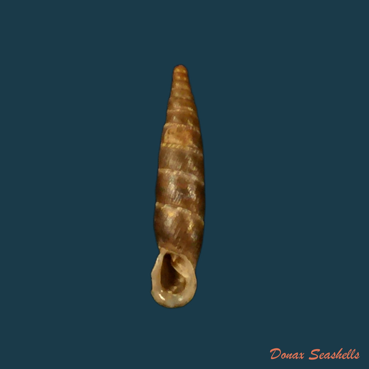 copia-de-galeata-tumluensis-nordsieck-1994-18-6mm