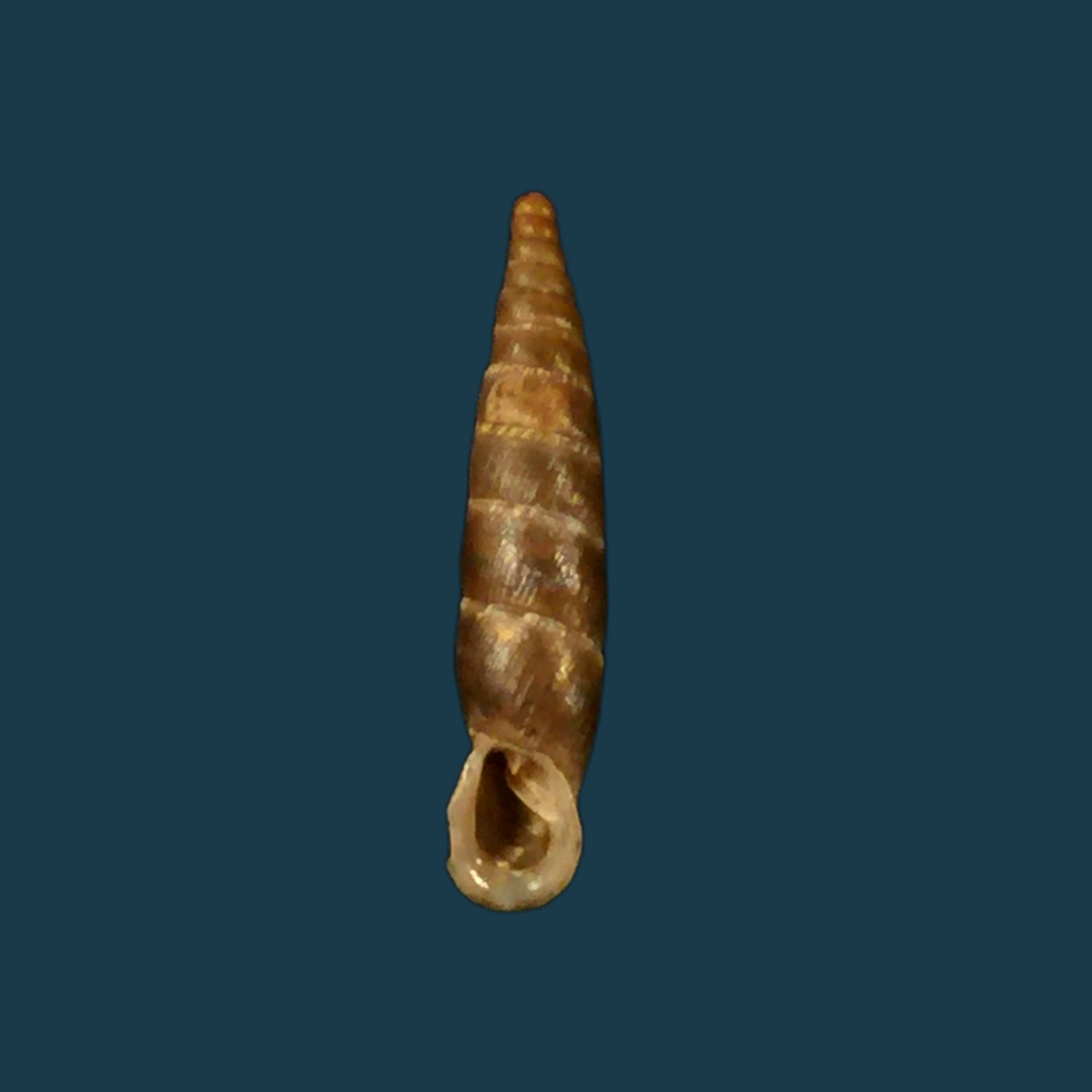 Cristataria leprevieri (Pallary, 1929) - 20,1mm