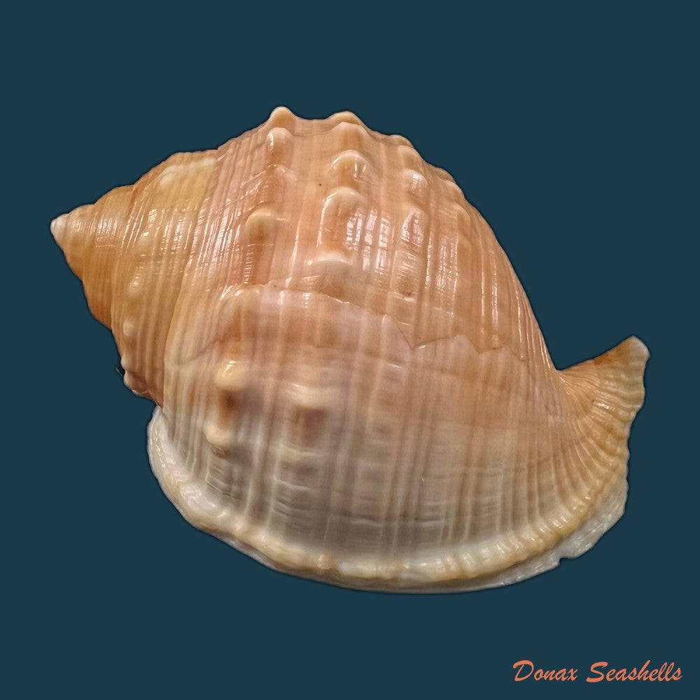 copia-de-galeodea-echinophora-linnaeus-1758-64-5mm
