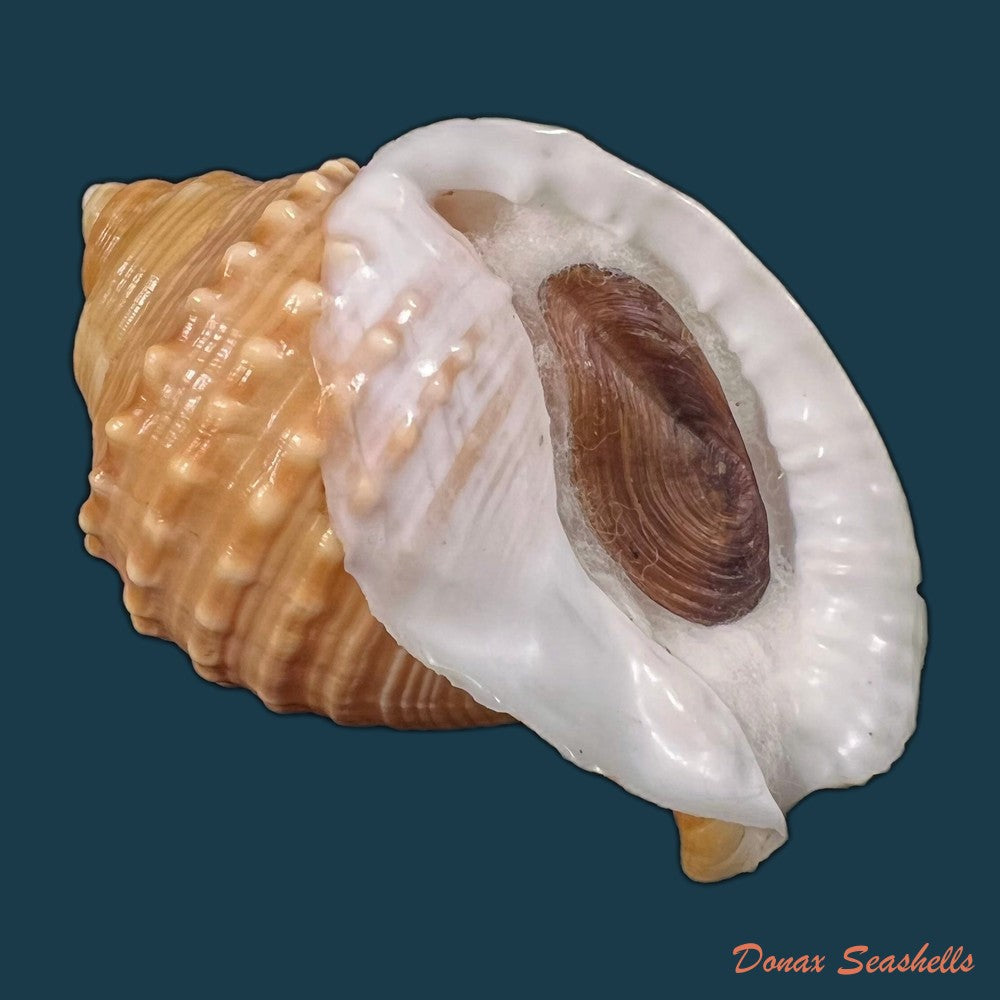 copia-de-galeodea-echinophora-linnaeus-1758-64-5mm