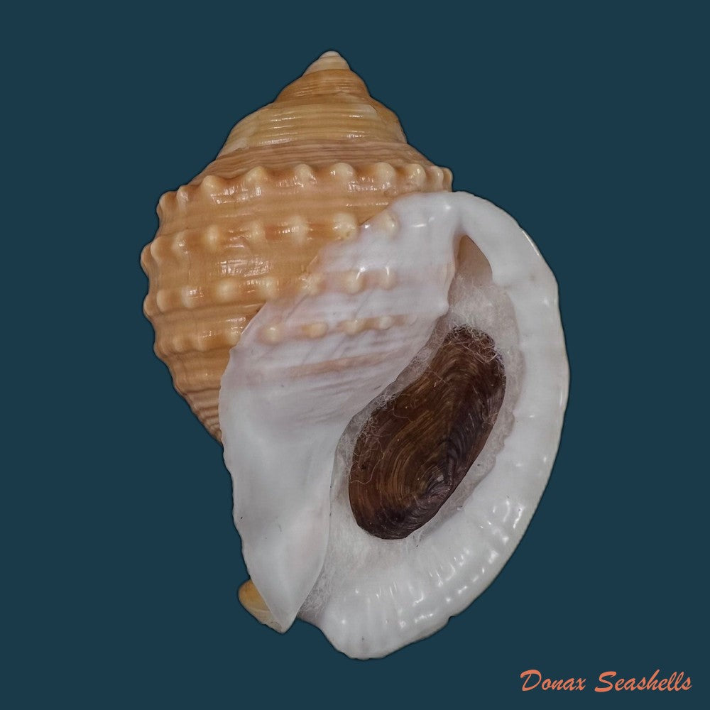 copia-de-galeodea-echinophora-linnaeus-1758-64-5mm
