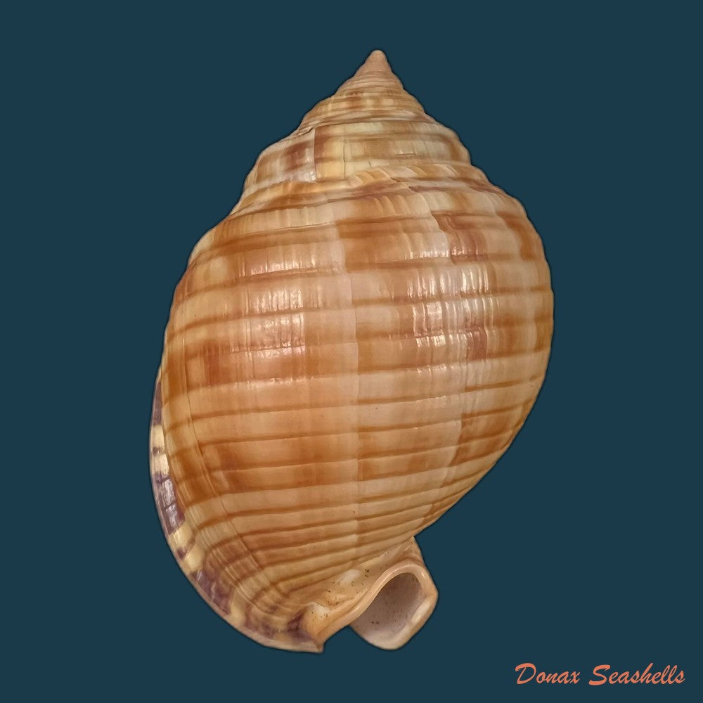 copia-de-galeodea-echinophora-linnaeus-1758-72-3mm