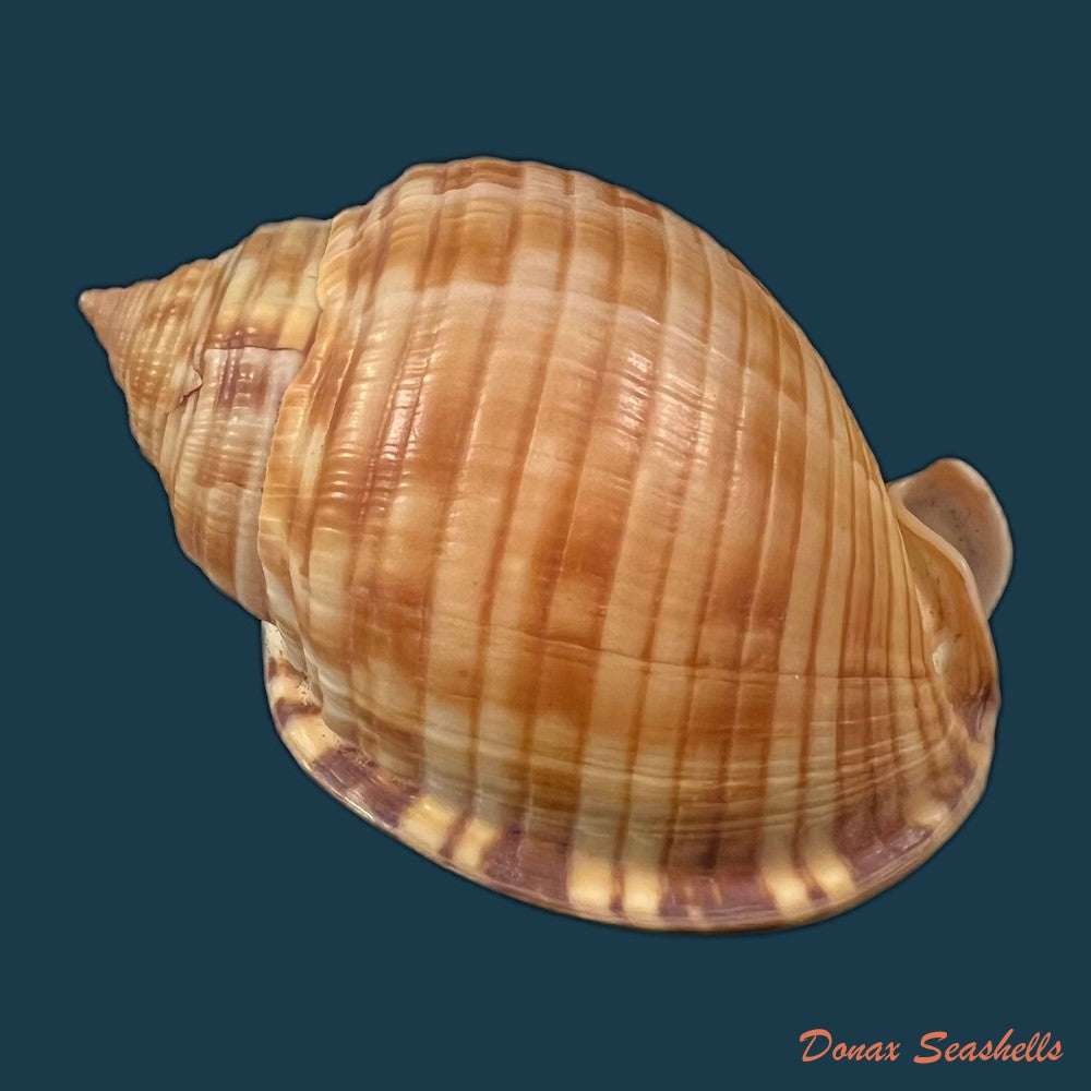 copia-de-galeodea-echinophora-linnaeus-1758-72-3mm