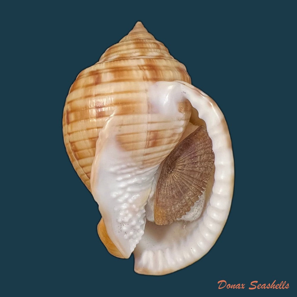 copia-de-galeodea-echinophora-linnaeus-1758-72-3mm