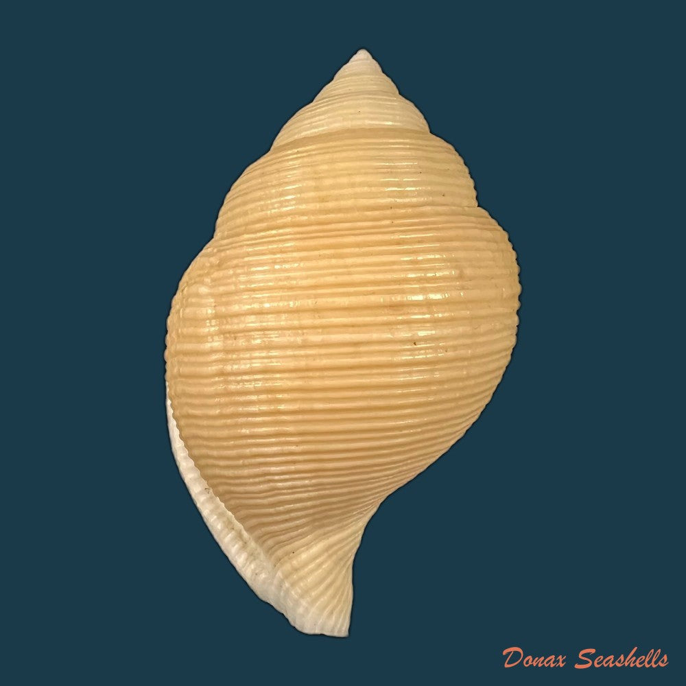 copia-de-galeodea-keyteri-kilburn-1975-72mm-2