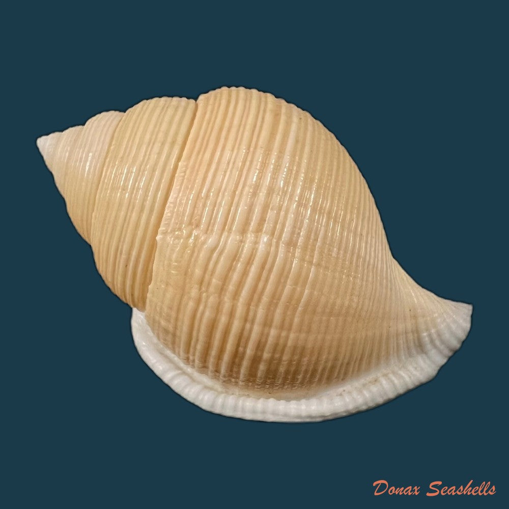 copia-de-galeodea-keyteri-kilburn-1975-72mm-2