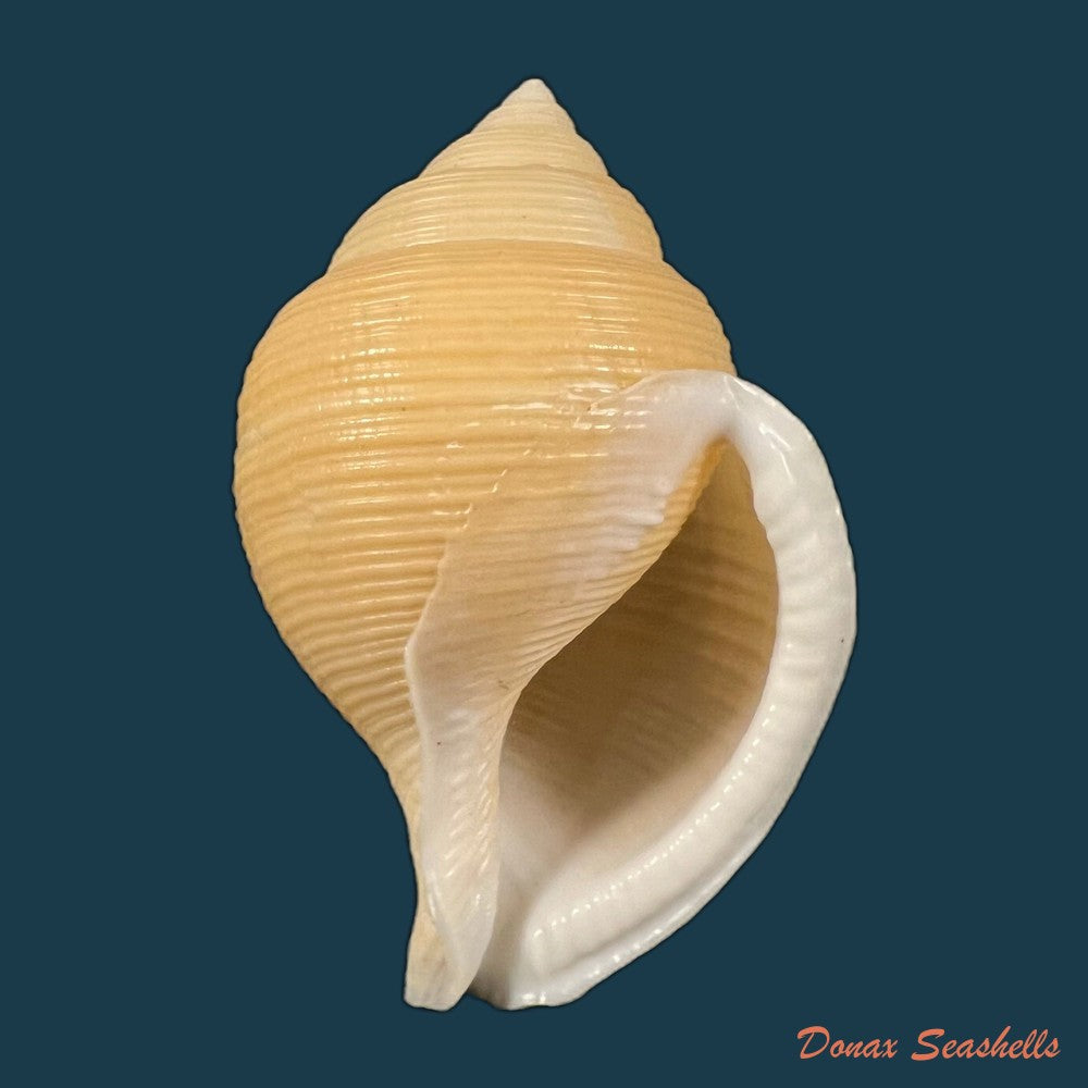 copia-de-galeodea-keyteri-kilburn-1975-72mm-2