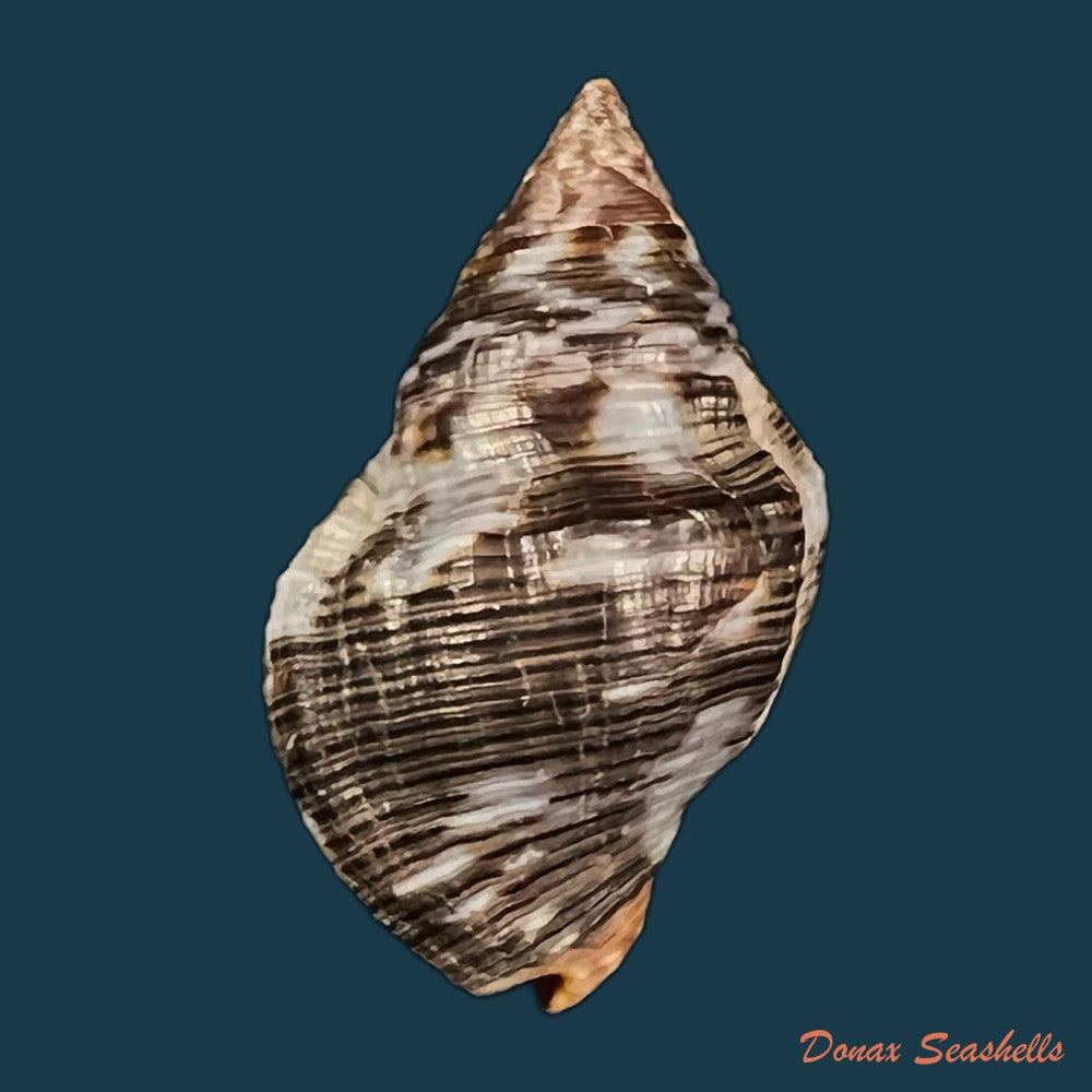 copia-de-gemophos-viverratoides-dorbigny-1840-37-5mm