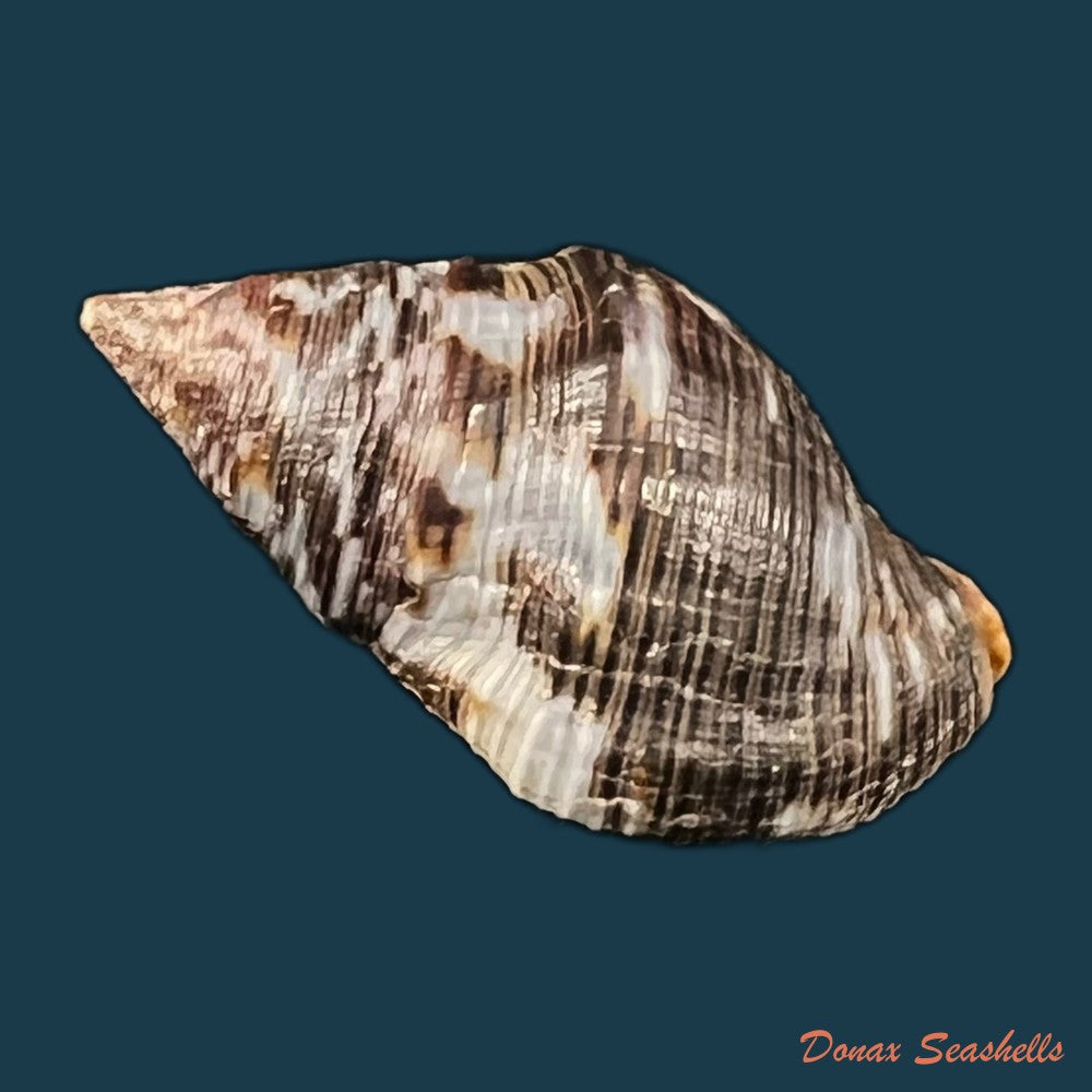 copia-de-gemophos-viverratoides-dorbigny-1840-37-5mm