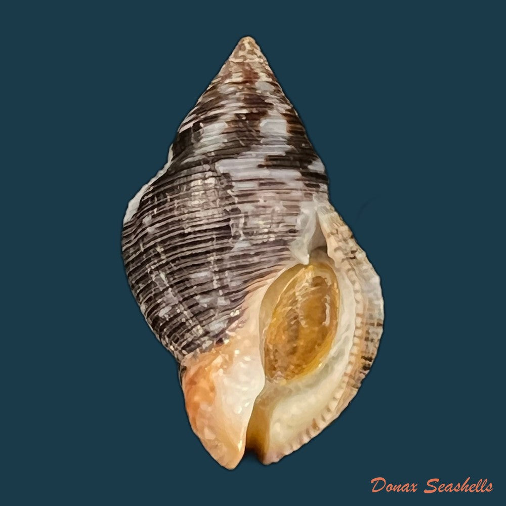 copia-de-gemophos-viverratoides-dorbigny-1840-37-5mm