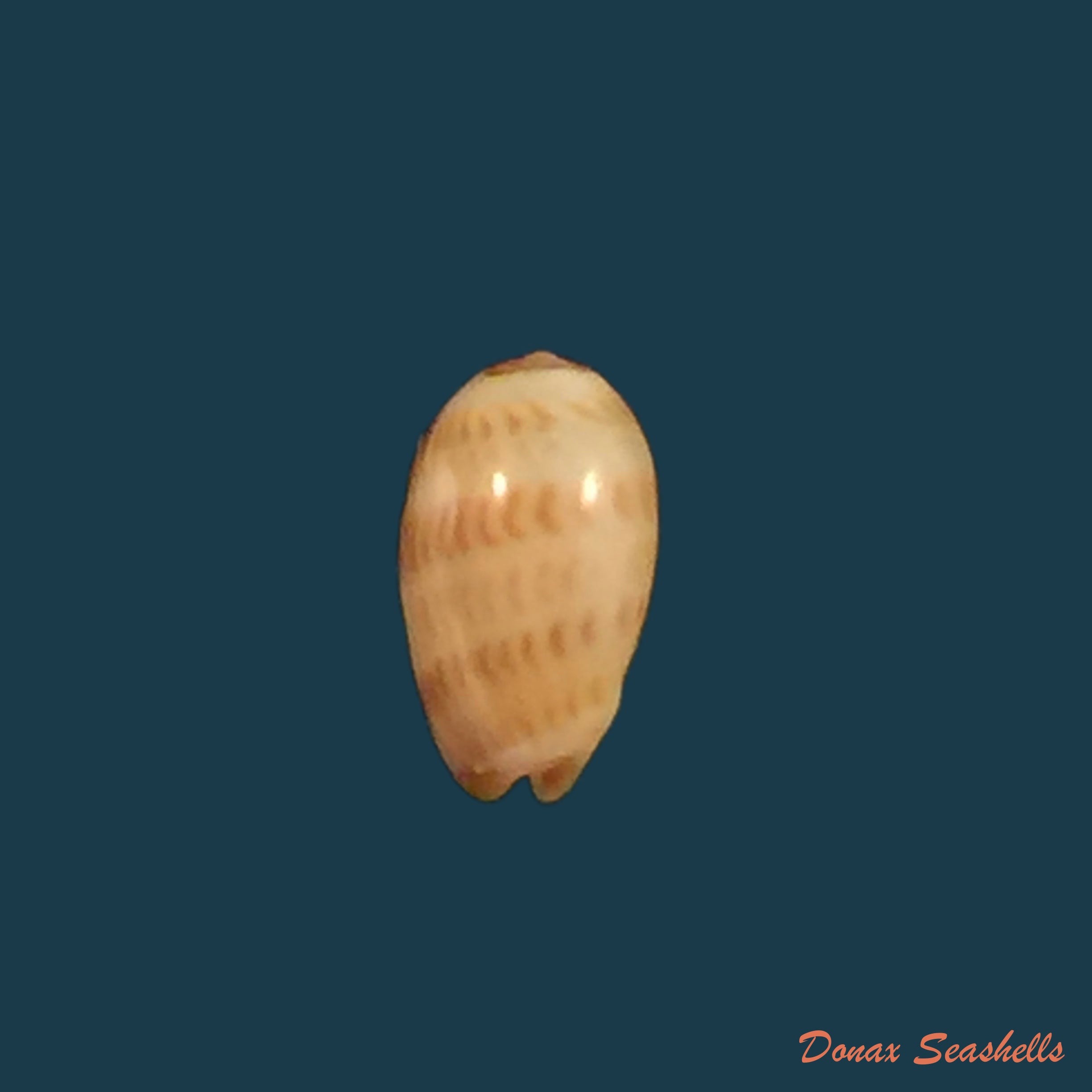 copia-de-gibberula-thomensis-tomlin-1919-5-8mm
