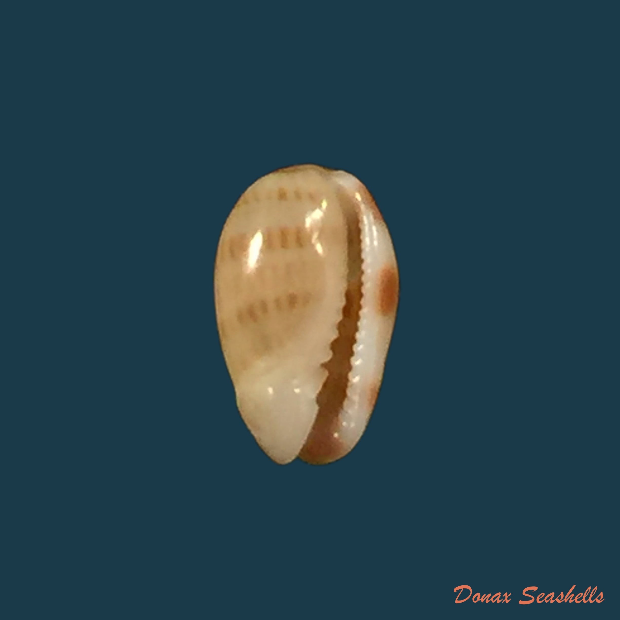 copia-de-gibberula-thomensis-tomlin-1919-5-8mm