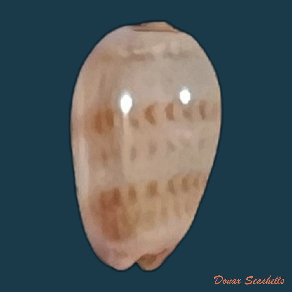copia-de-gibberula-thomensis-tomlin-1919-6-7mm