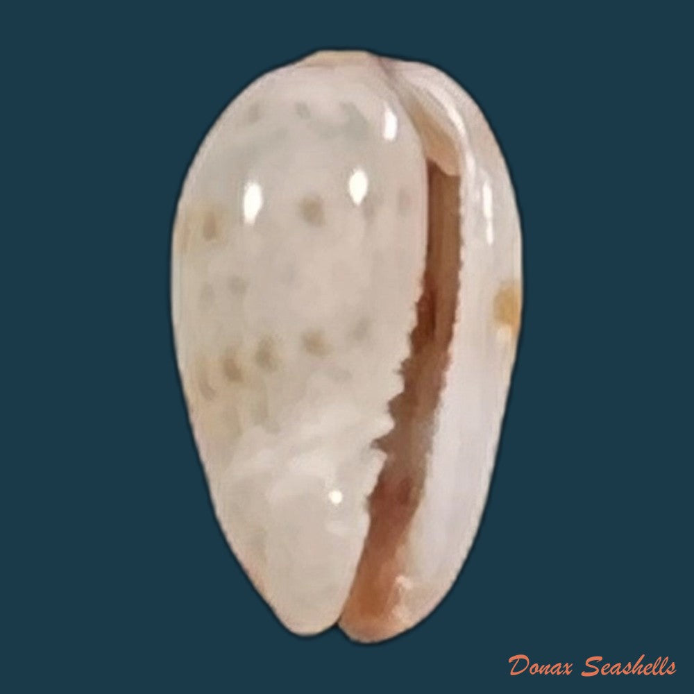 copia-de-gibberula-thomensis-tomlin-1919-6-7mm