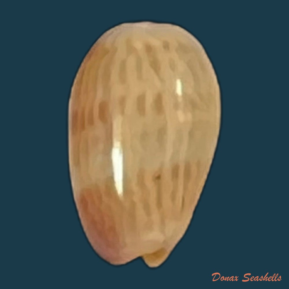 copia-de-gibberula-thomensis-tomlin-1919-6-9mm