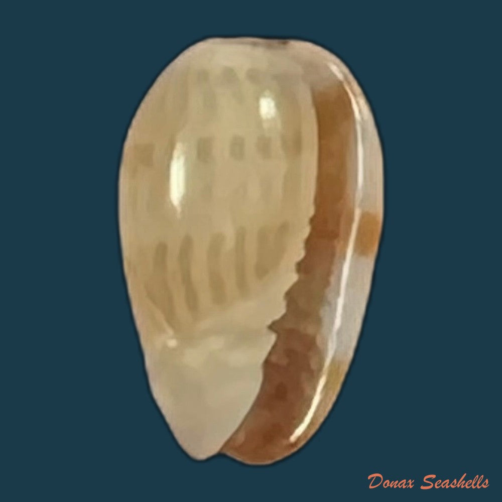 copia-de-gibberula-thomensis-tomlin-1919-6-9mm