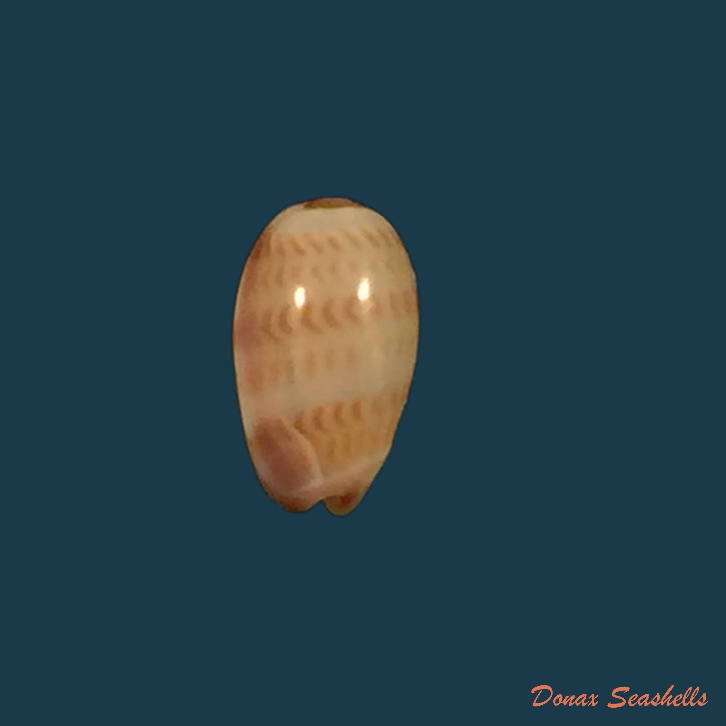 copia-de-gibberula-thomensis-tomlin-1919-6mm