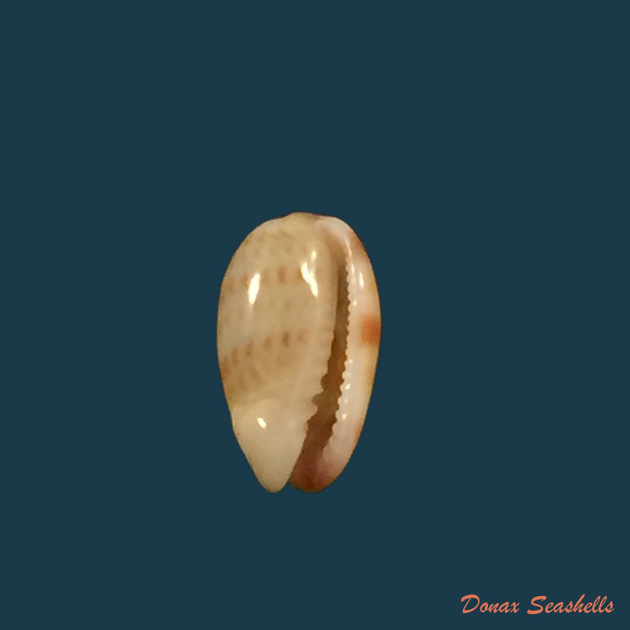 copia-de-gibberula-thomensis-tomlin-1919-6mm