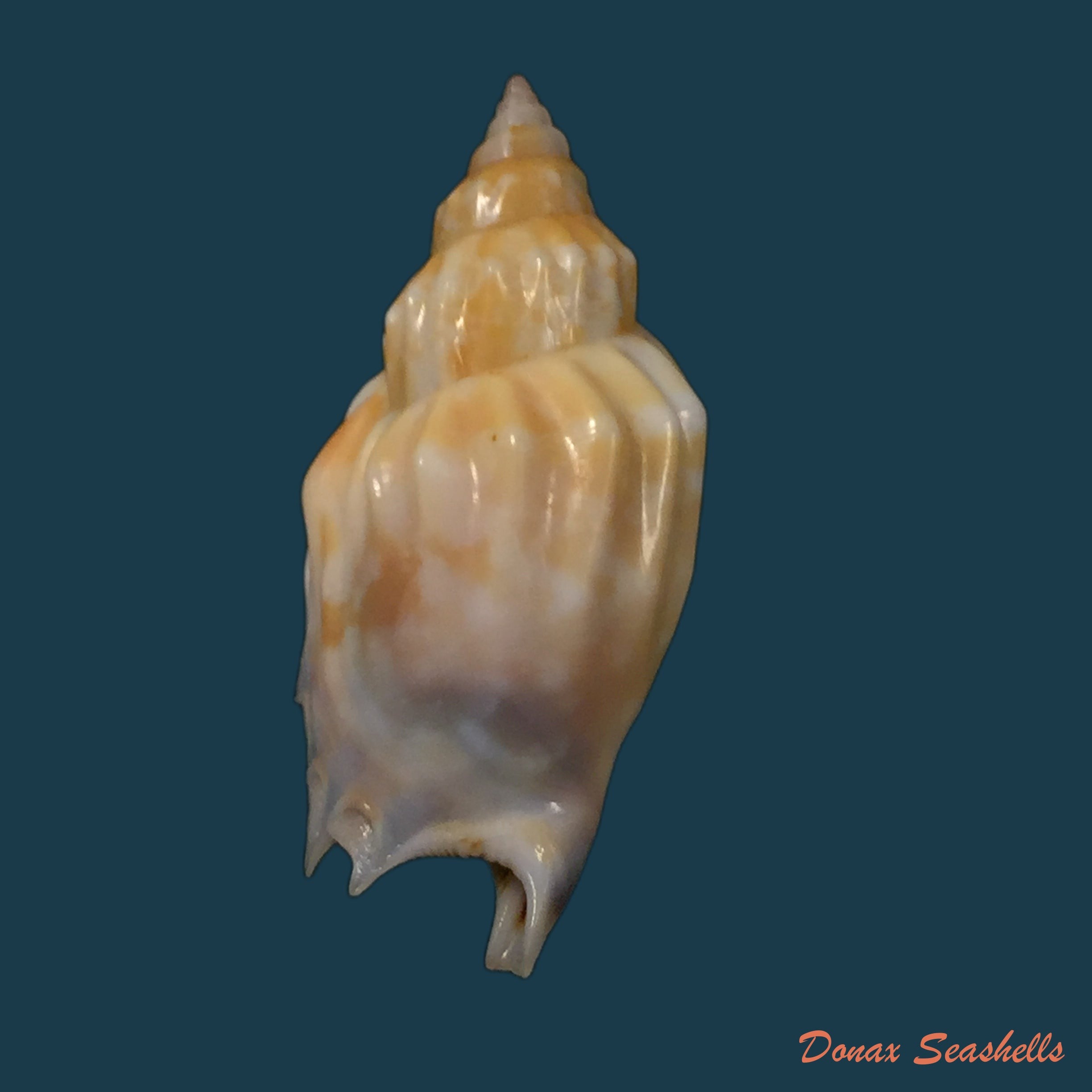 copia-de-gibberulus-gibbosus-roding-1798-29-8mm