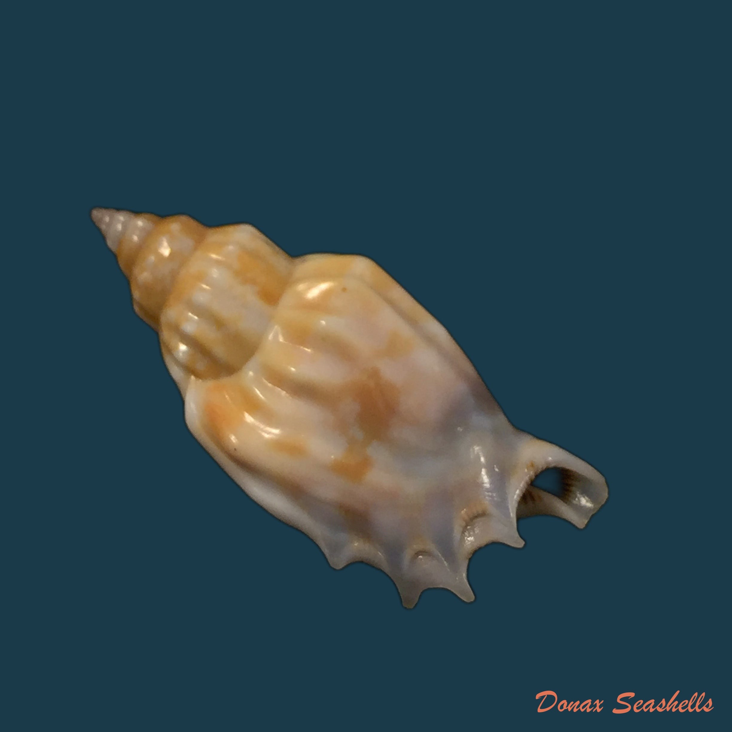 copia-de-gibberulus-gibbosus-roding-1798-29-8mm