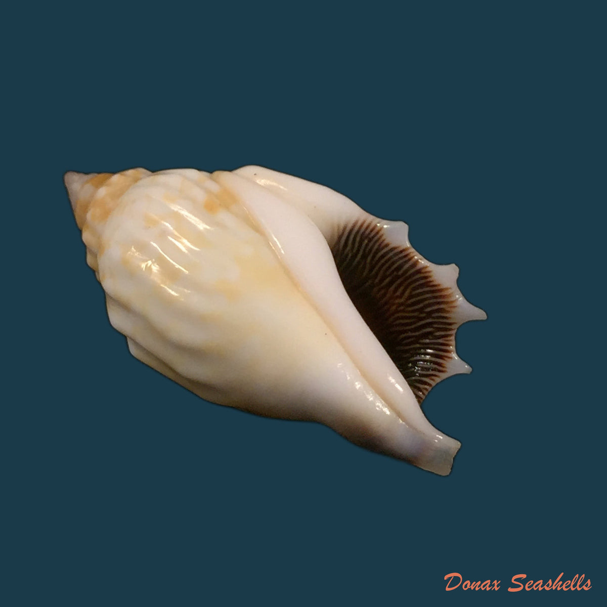 copia-de-gibberulus-gibbosus-roding-1798-29-8mm