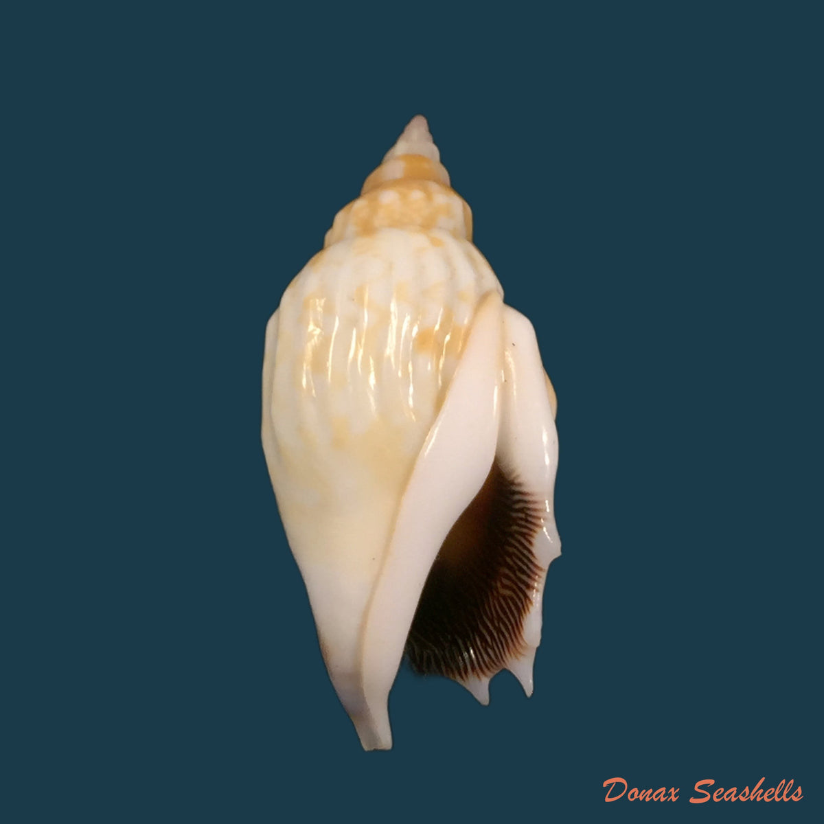 copia-de-gibberulus-gibbosus-roding-1798-29-8mm