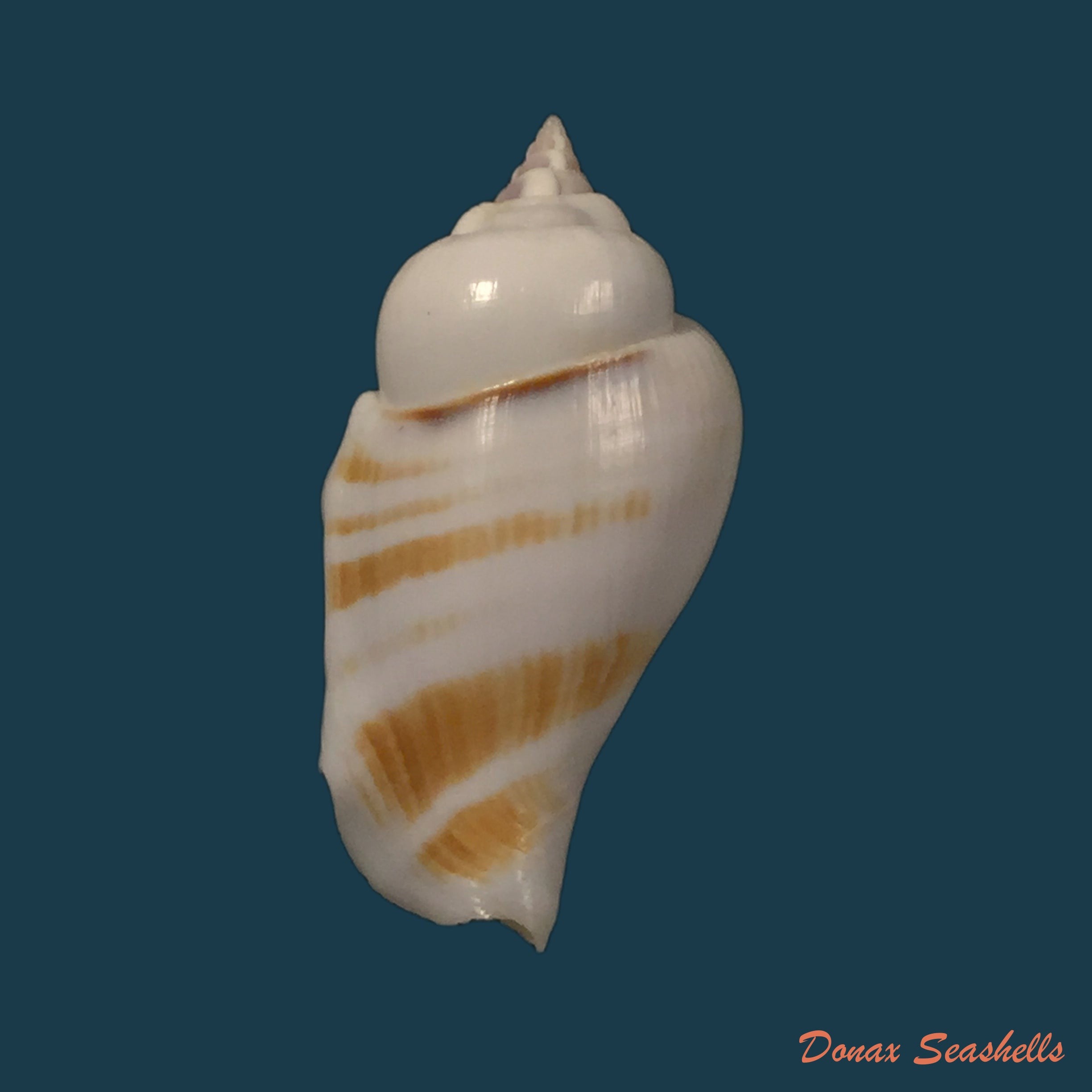 copia-de-gibberulus-gibbosus-roding-1798-32mm