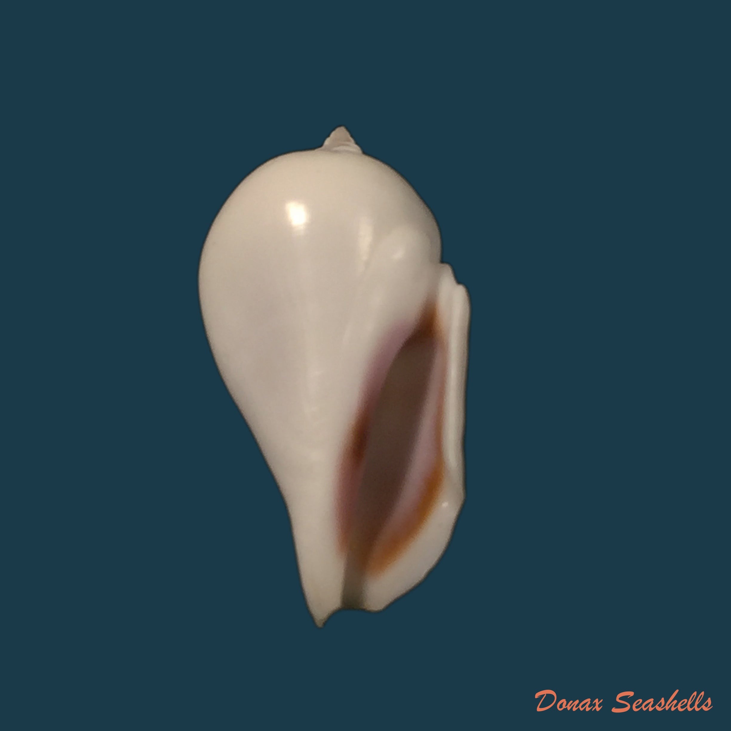 copia-de-gibberulus-gibbosus-roding-1798-32mm