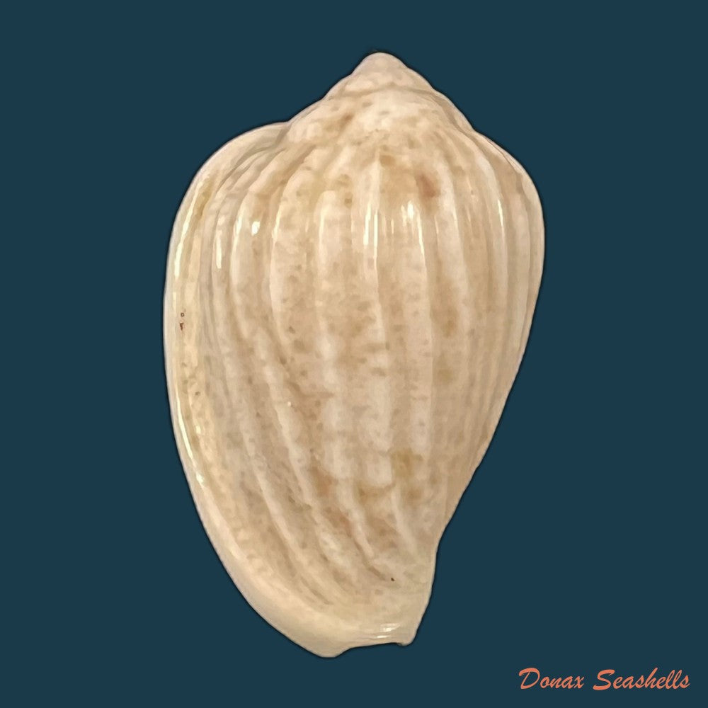 copia-de-glabella-mozambicana-boyer-2014-18-3mm-1