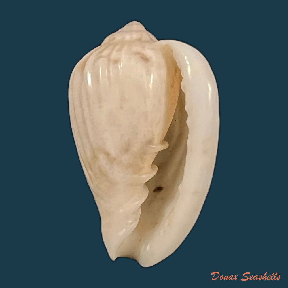 copia-de-glabella-mozambicana-boyer-2014-18-3mm-1