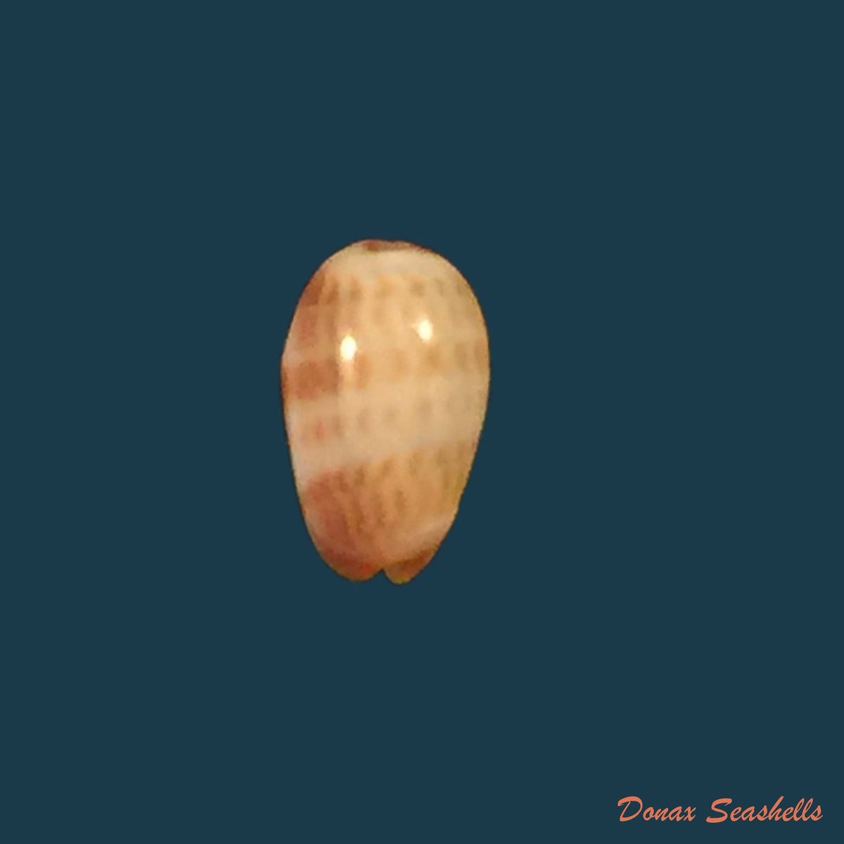 copia-de-glabella-mozambicana-boyer-2014-18-3mm